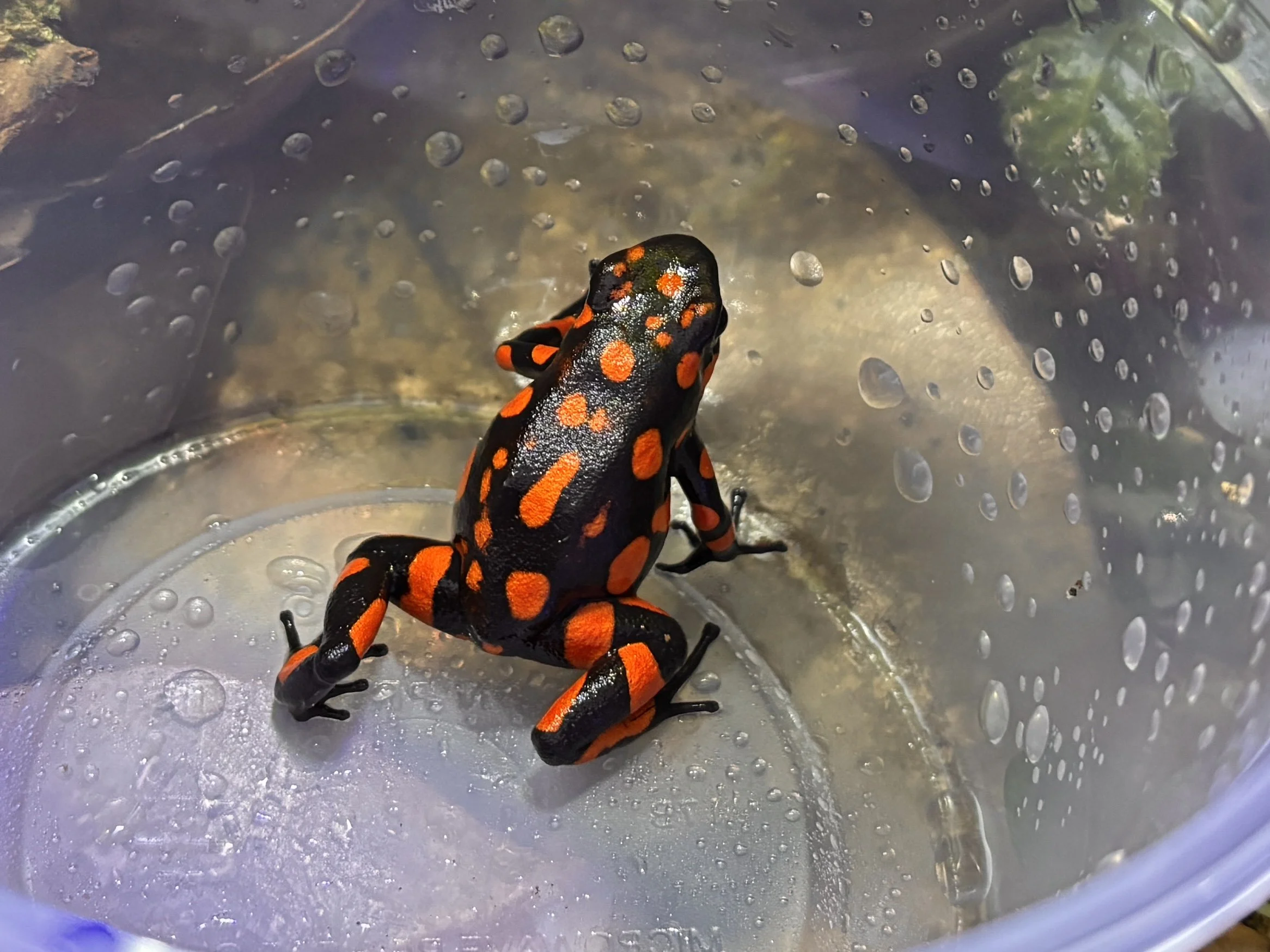 Oophaga solanensis "Bahia Solano"