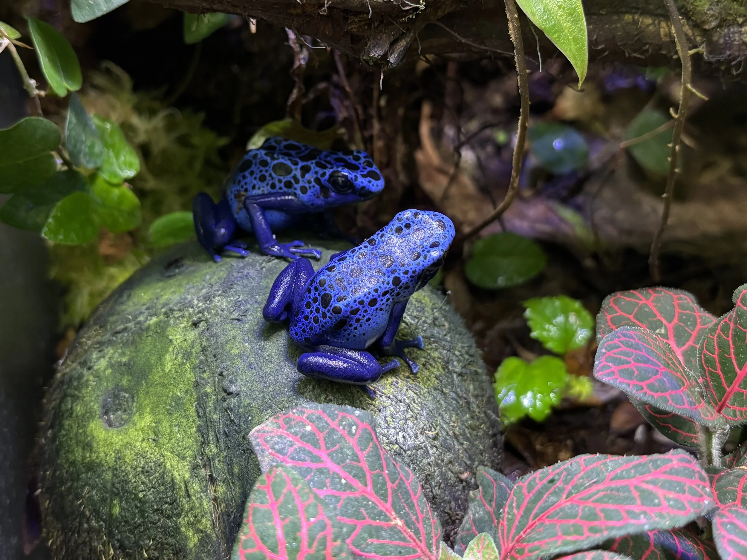 Dendrobates tinctorius "Azureus"