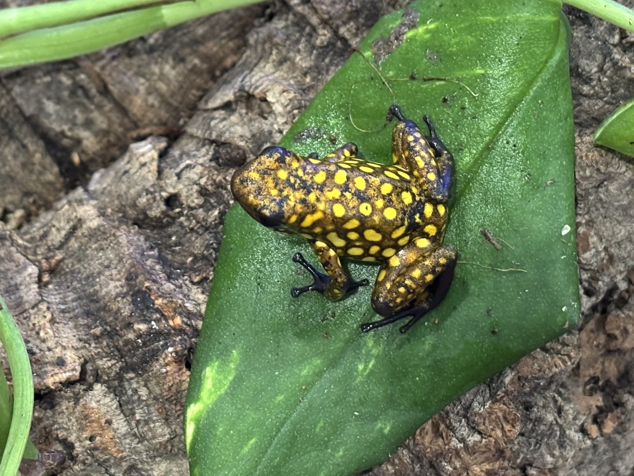 Oophaga sylvatica "Ambar"