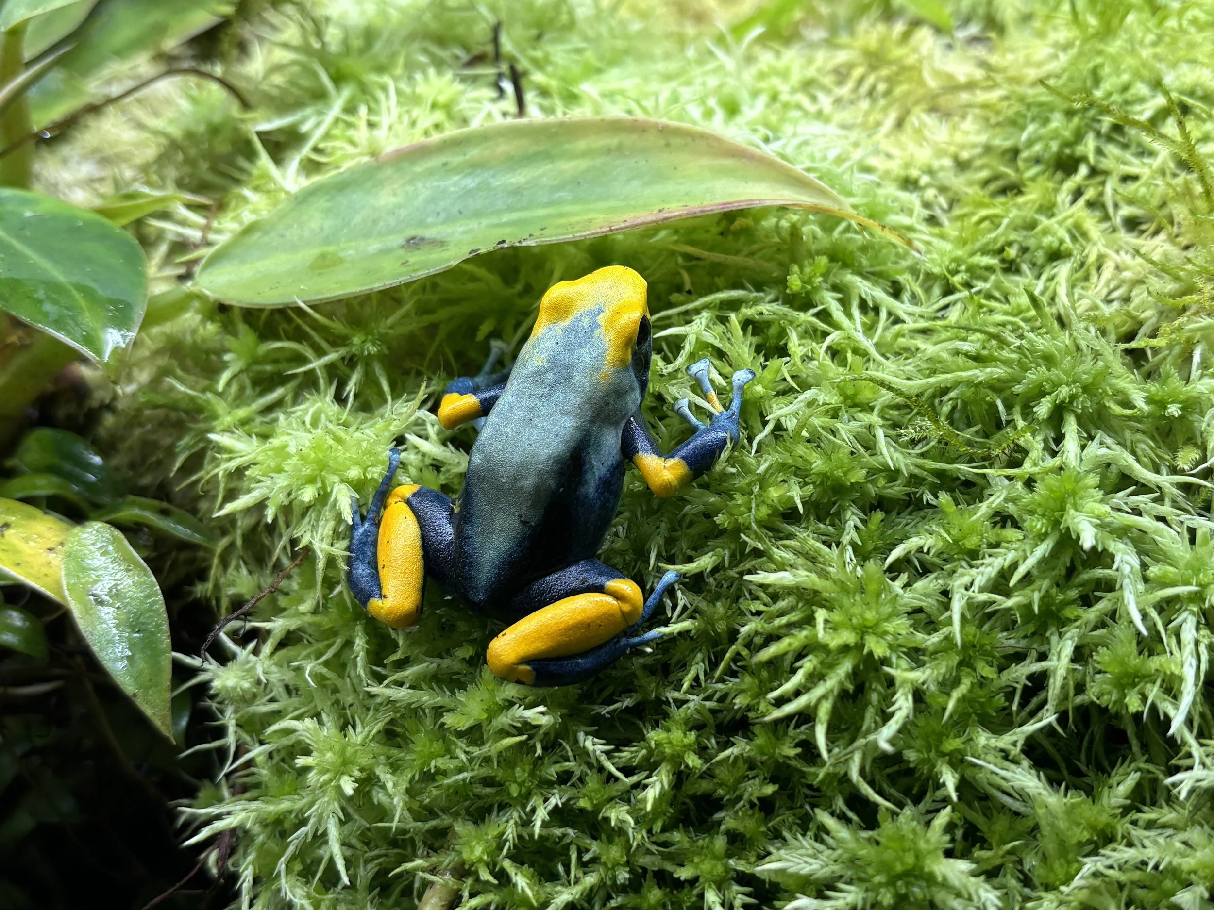 Dendrobates tinctorius "Peacock"