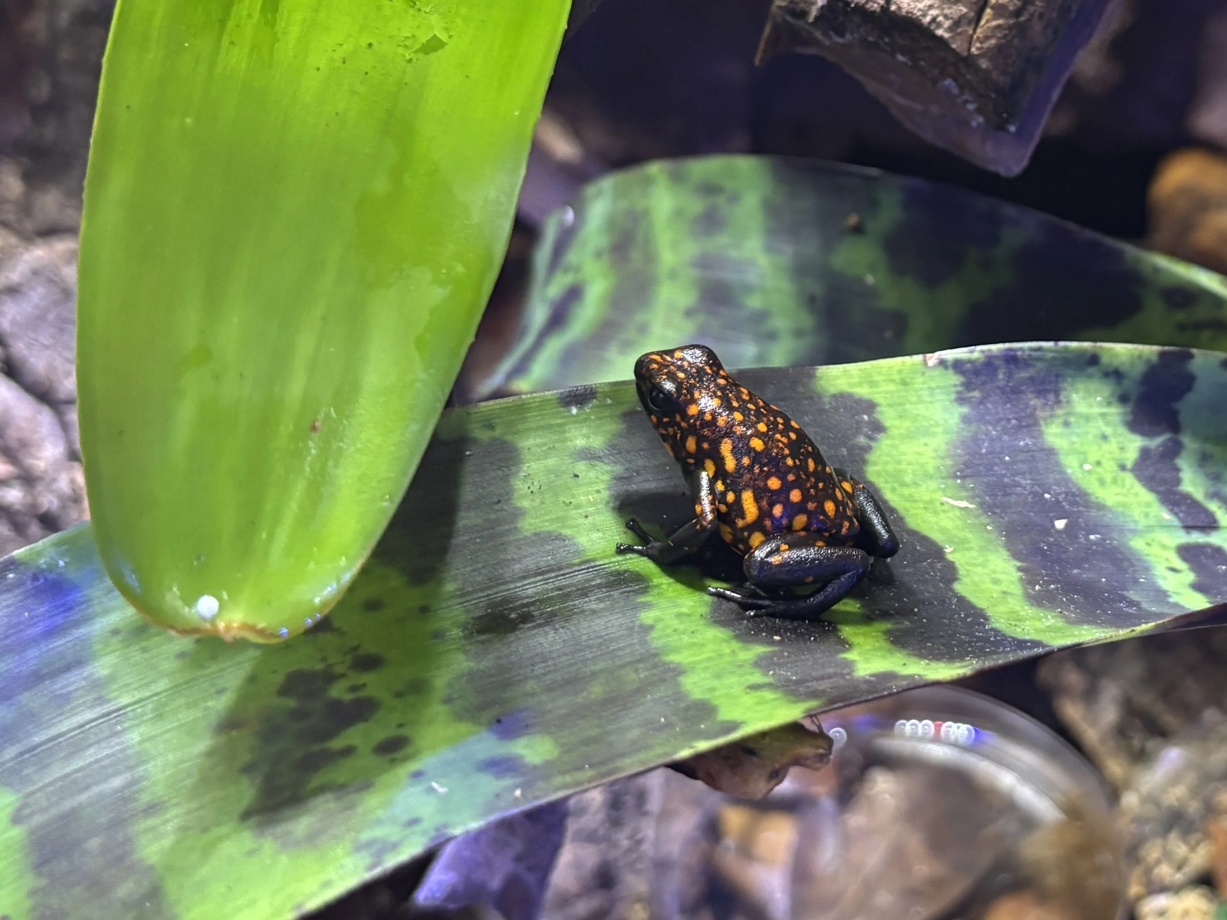 Oophaga sylvatica "Diablo"