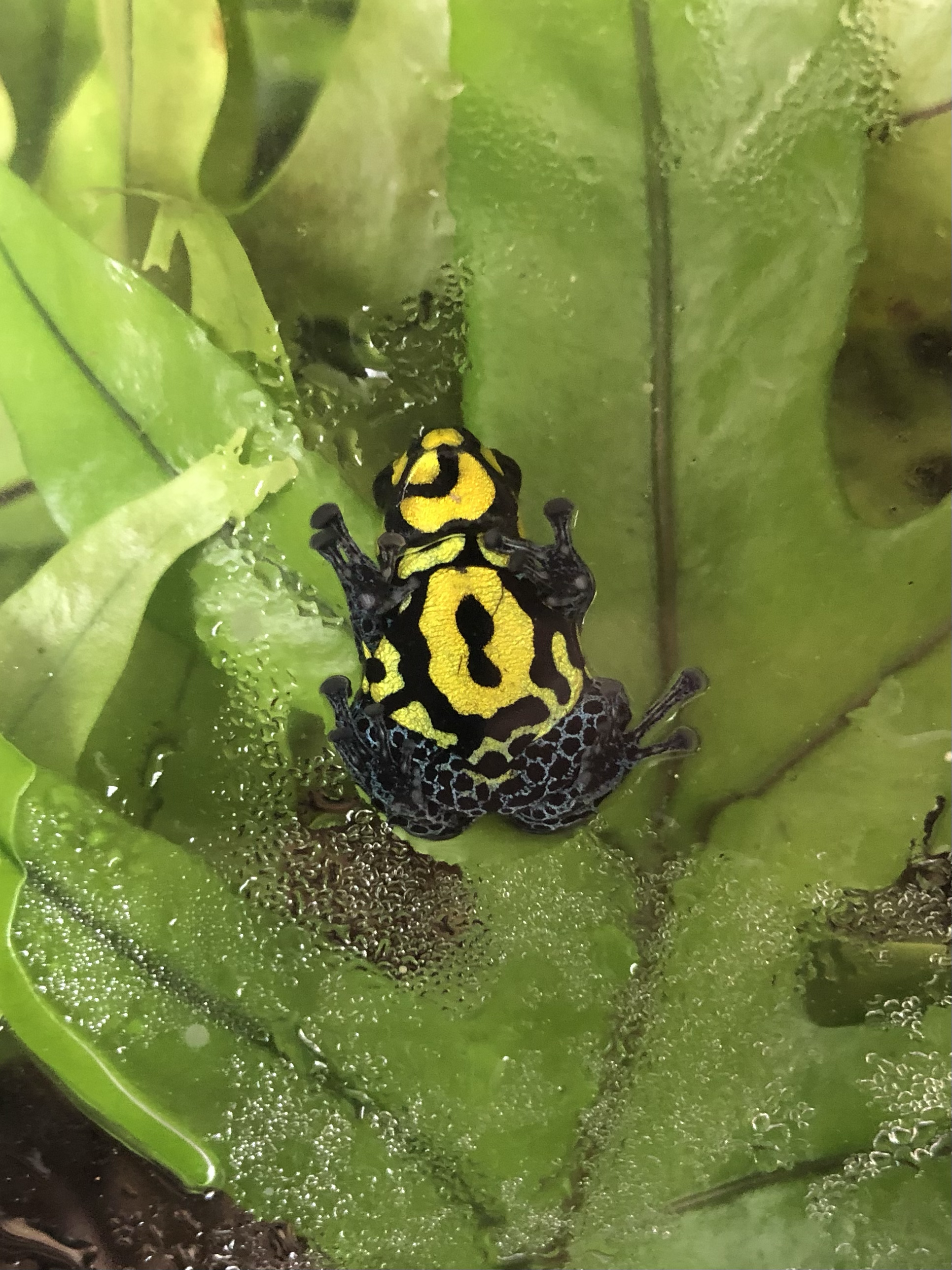 Ranitomeya vanzolinii 