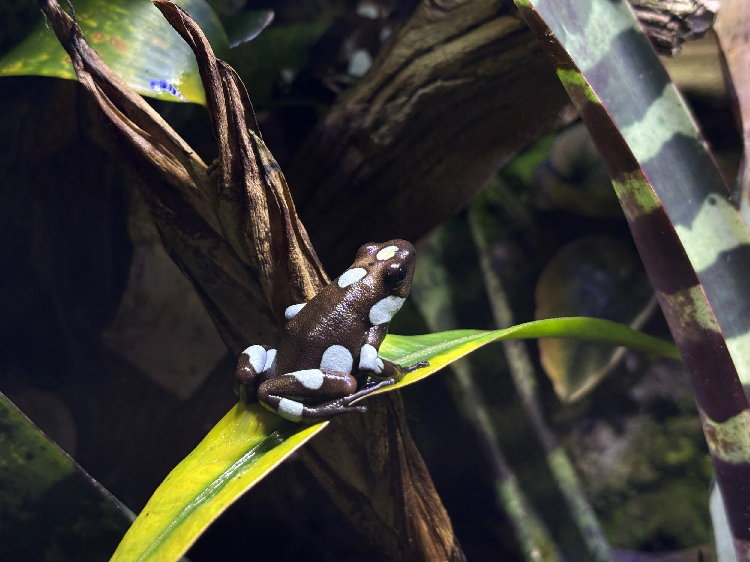 Oophaga histrionica "Atrato"