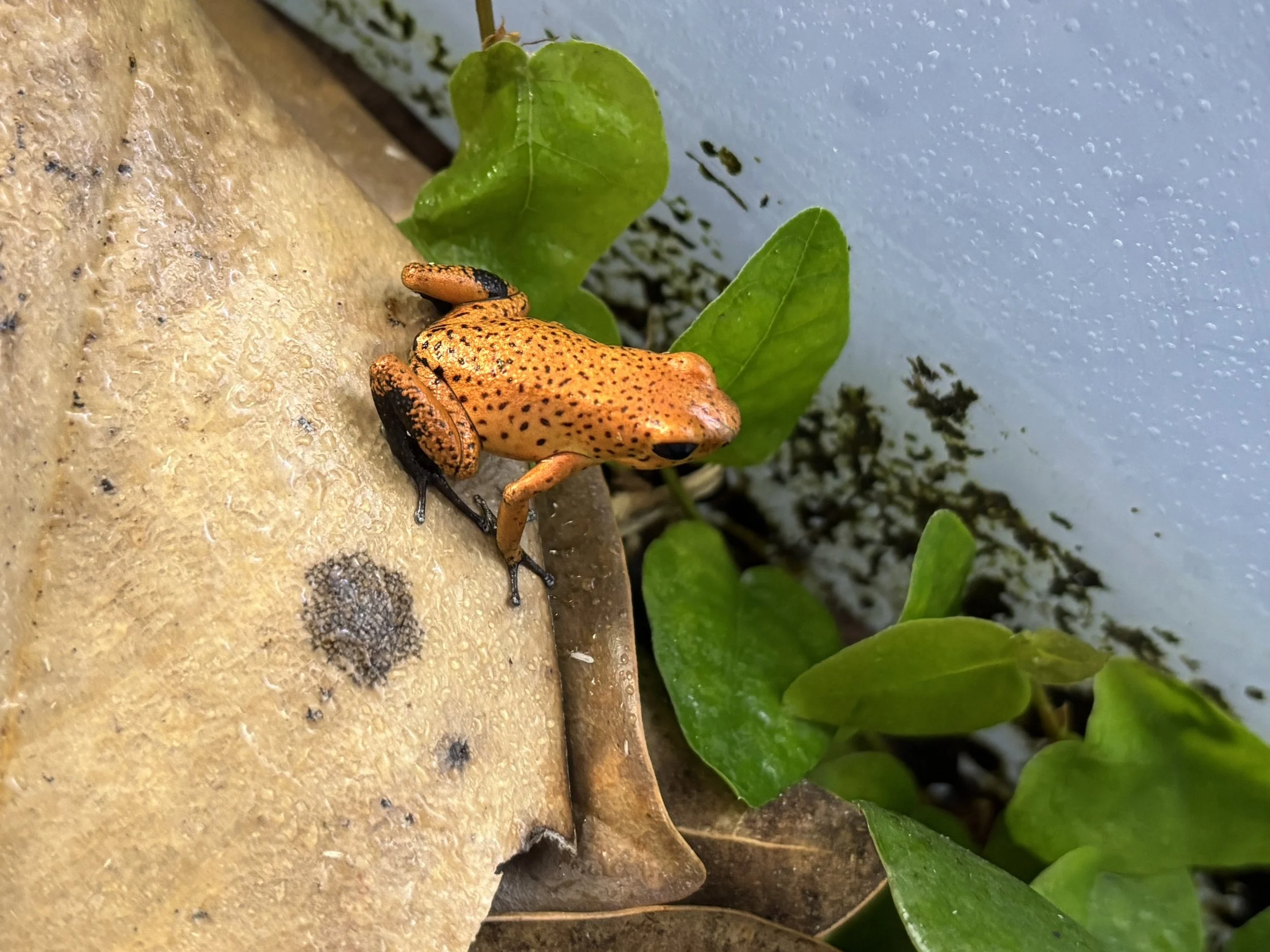 Oophaga pumilio "El Dorado"