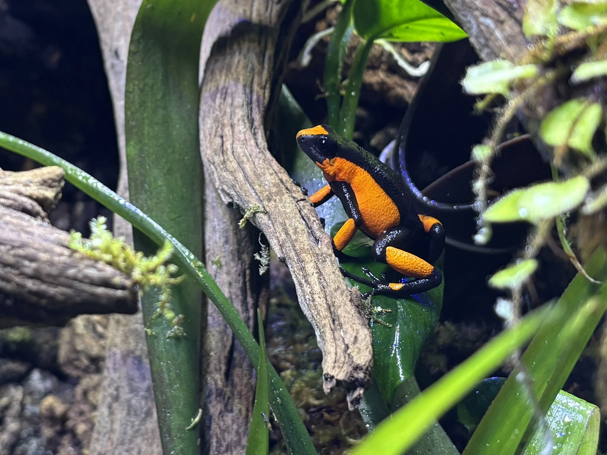 Oophaga histrionica "Red Saddleback"