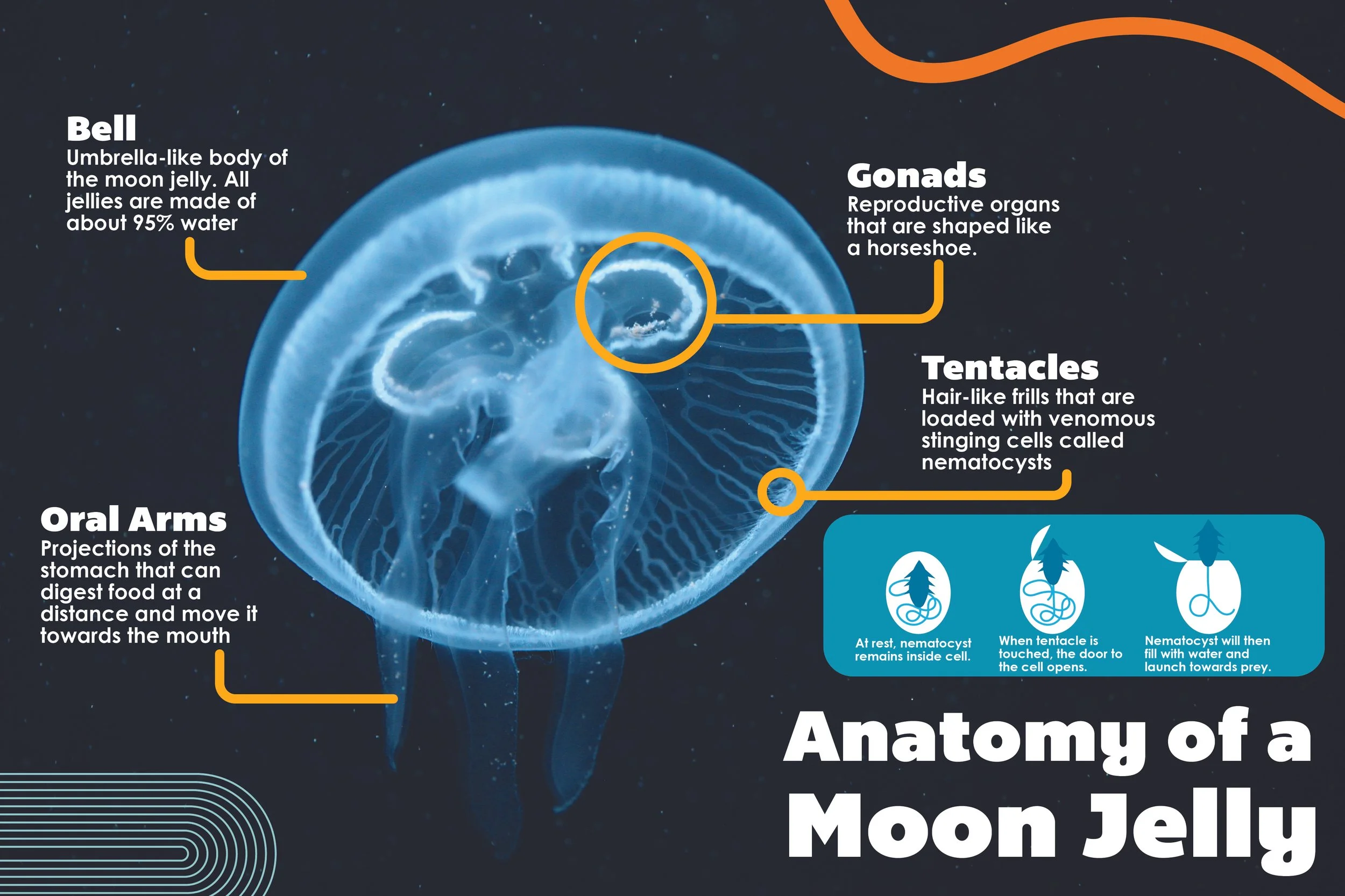 Anatomy of a Jelly.jpg