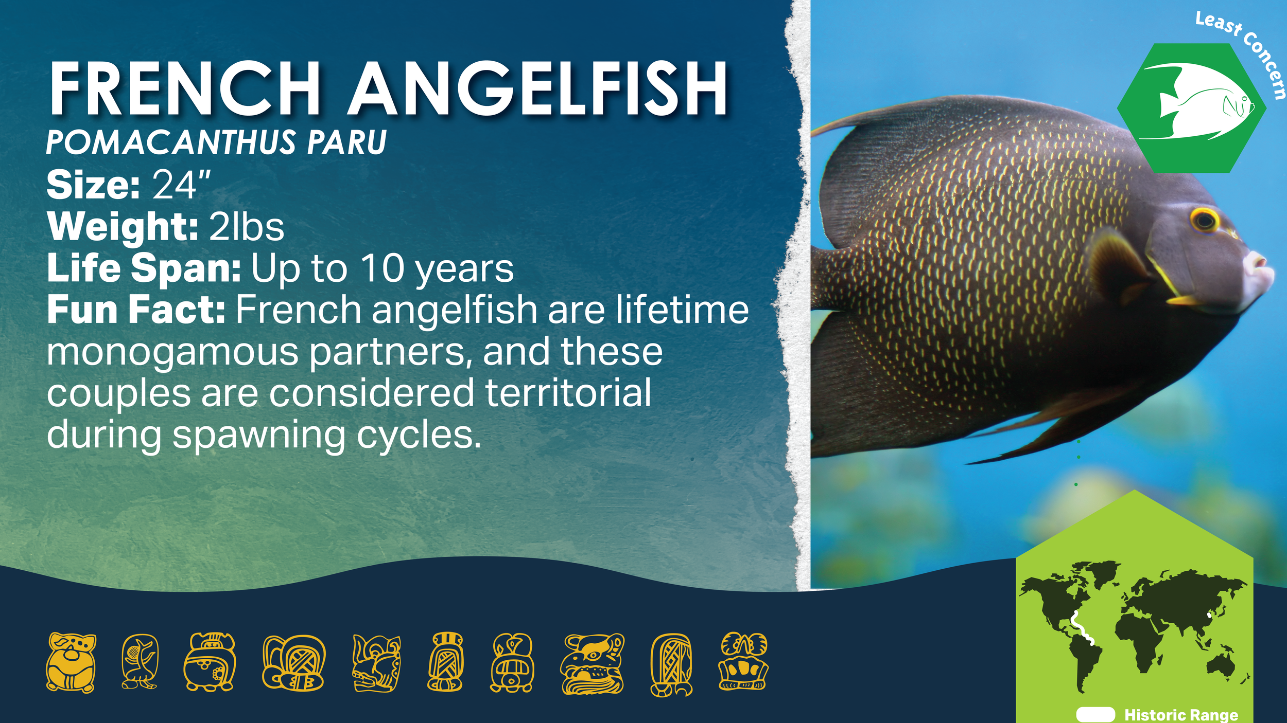 French Angelfish@300x.png