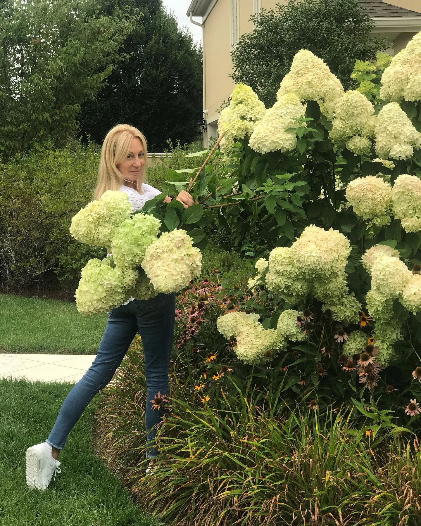 Still keeping summer going. Happy Labor Day. 🤍#limelighthydrangea