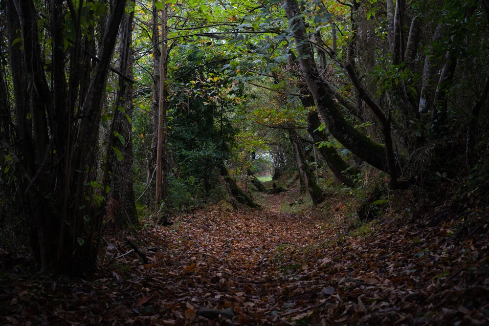 thomasjamesparrish03_TJP_CAMINO_20191103__TJP2831_LRS.jpg