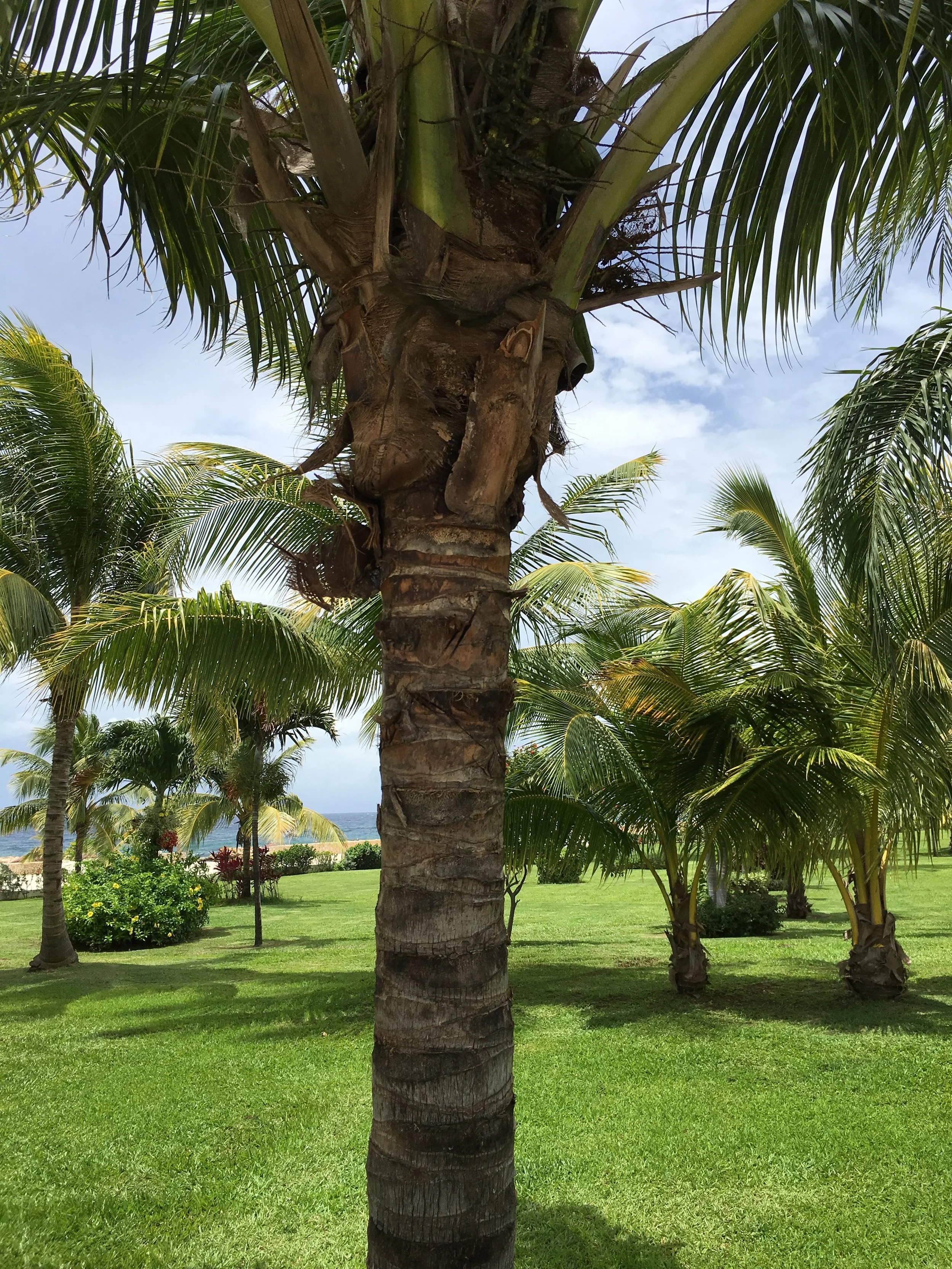 jamaica trip saint ann.JPG