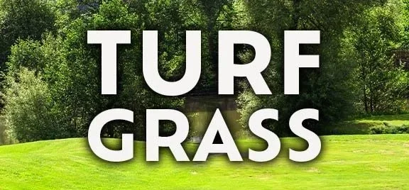 How to Maintain a Healthy Lawn in Minnesota