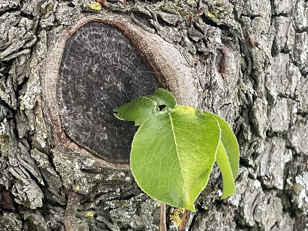 832570A6-B5D0-49AF-9DCE-3C012B187F98_1_105_c.jpeg