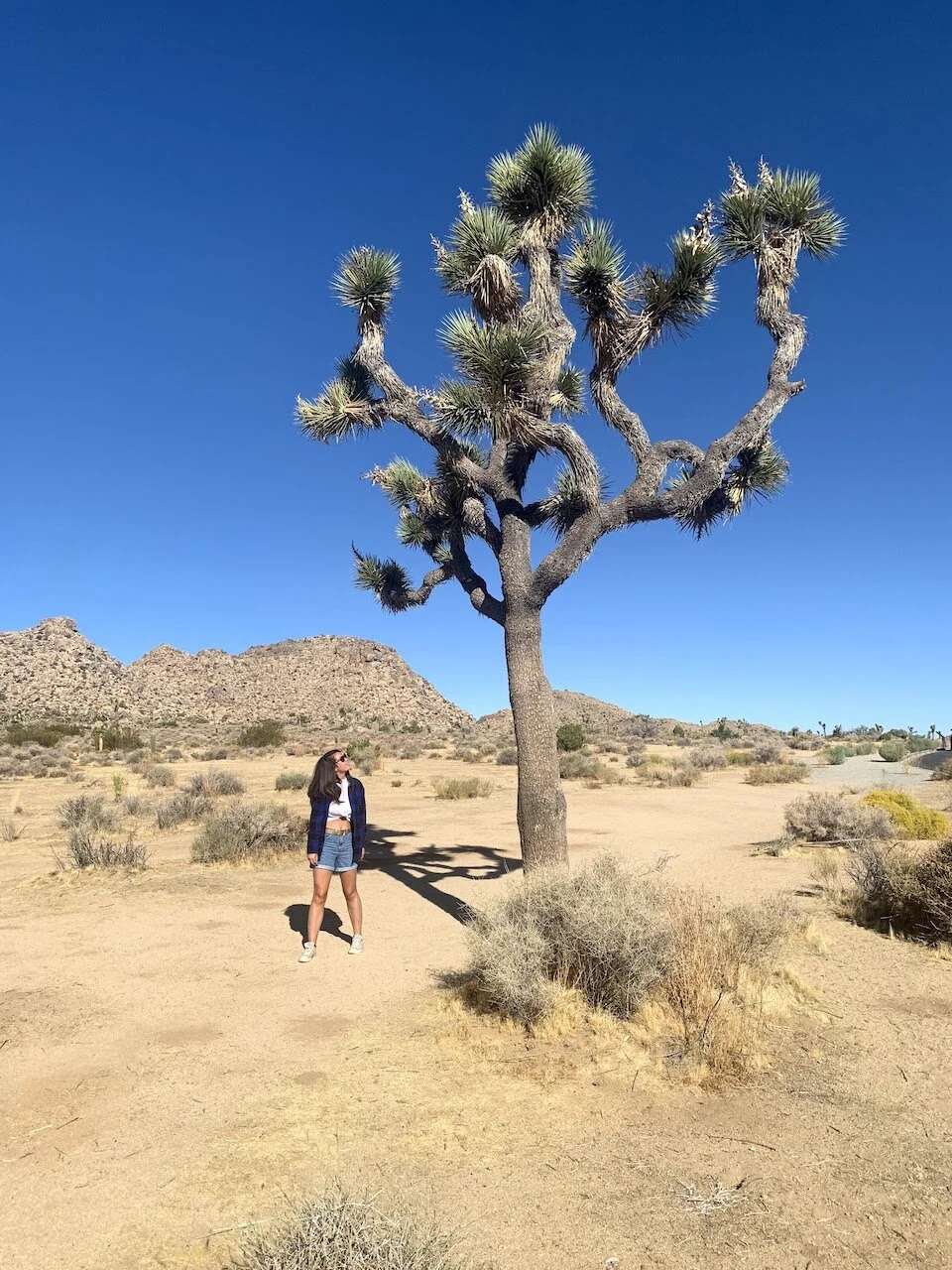 Joshua Tree.jpeg