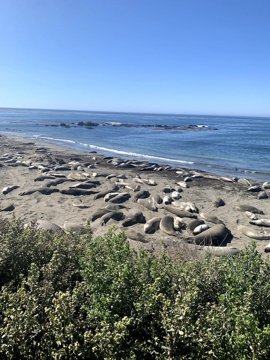 Sea Lions PCH.jpeg