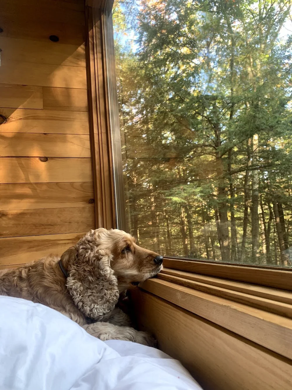 Dogs at Getaway.jpeg