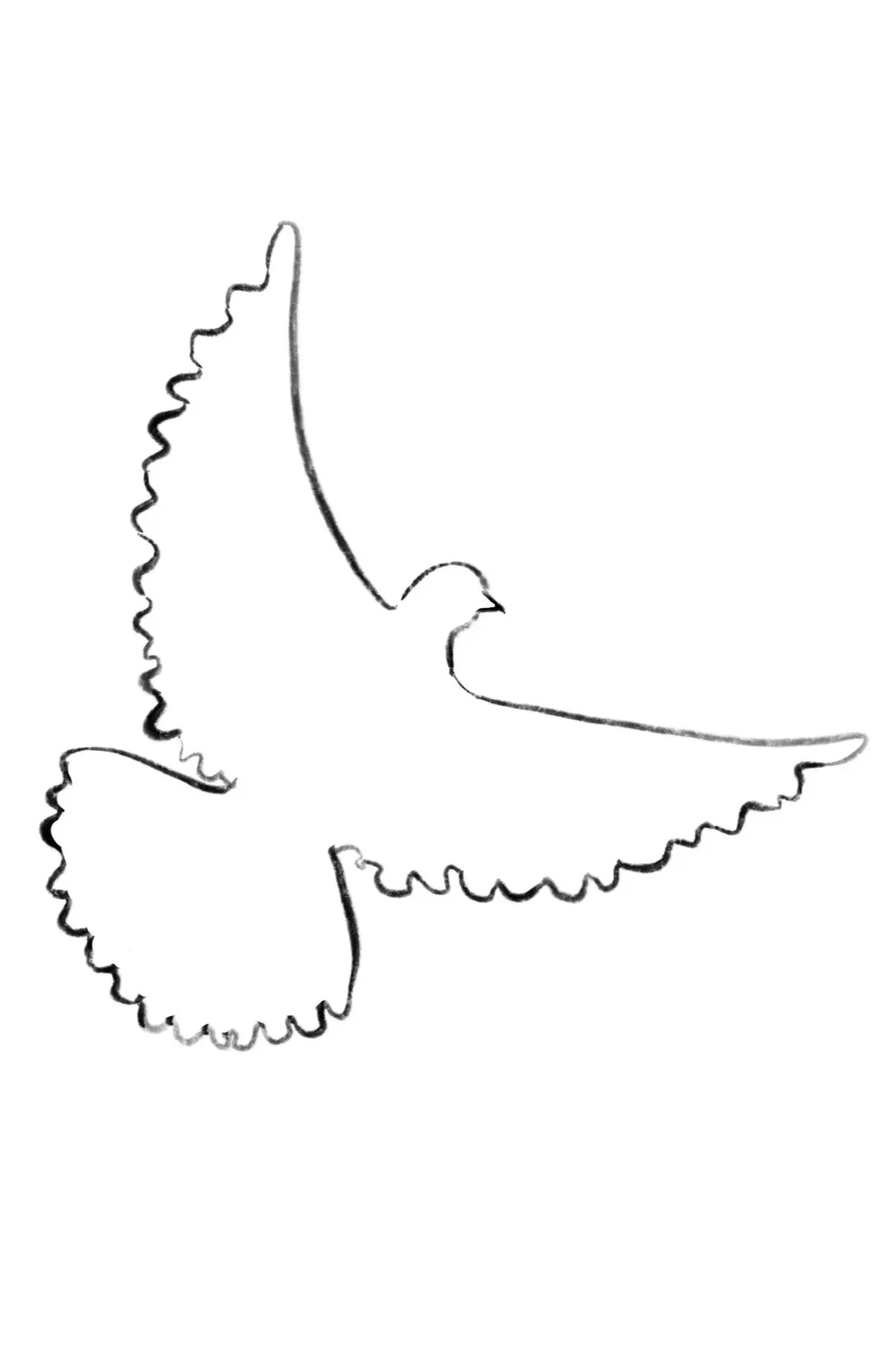 Taube+kontur+sw.jpg