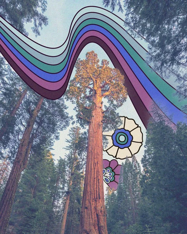 California — Redwoods.jpg