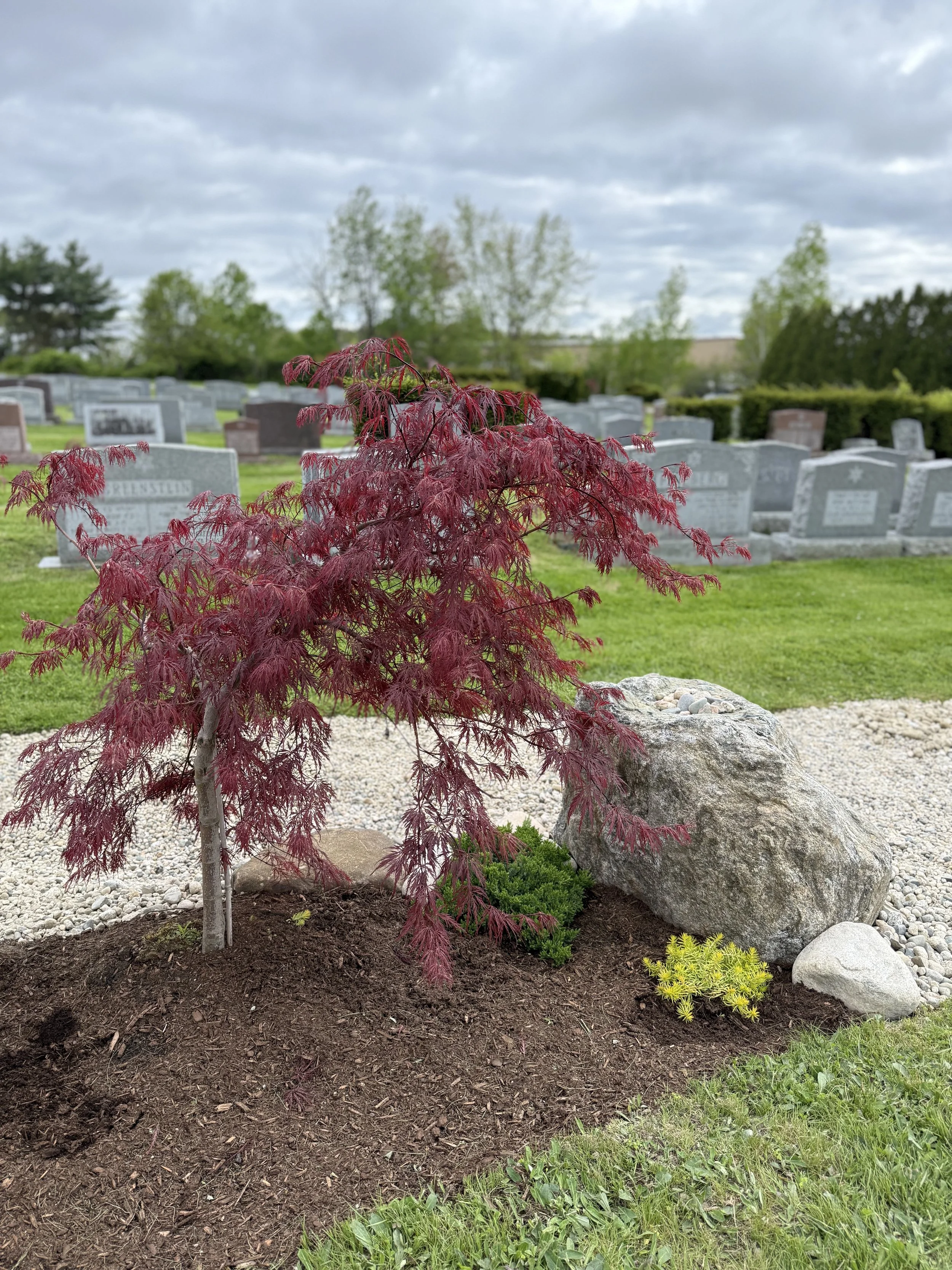 japanese maple with boulder.jpg