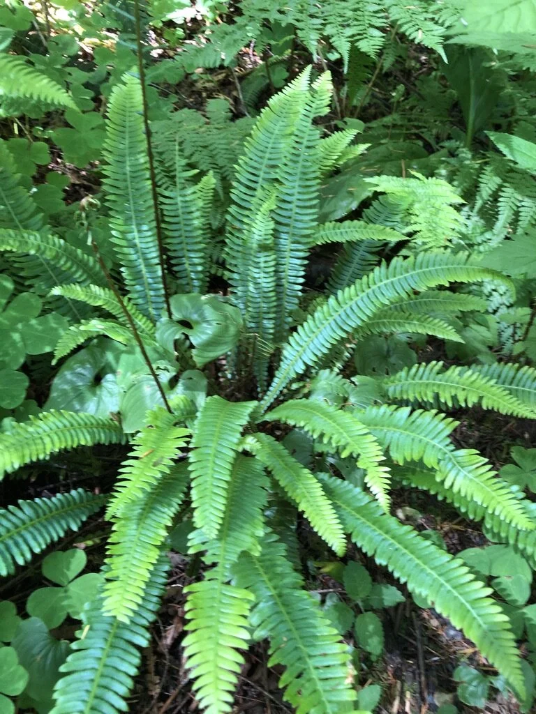 Dixie Edwards - UNADJUSTEDNONRAW_thumb_16ed.jpg