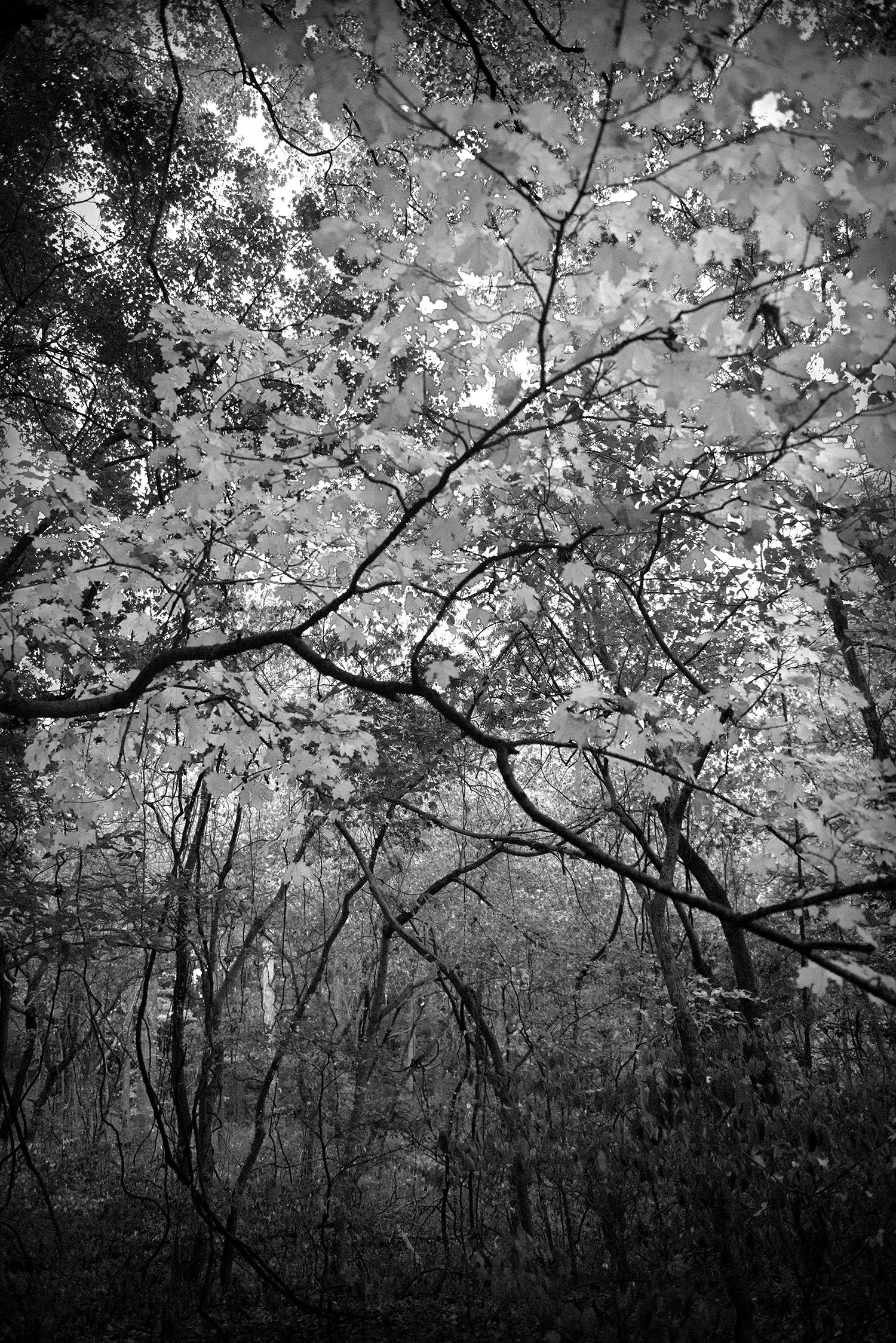 Canopy.jpg