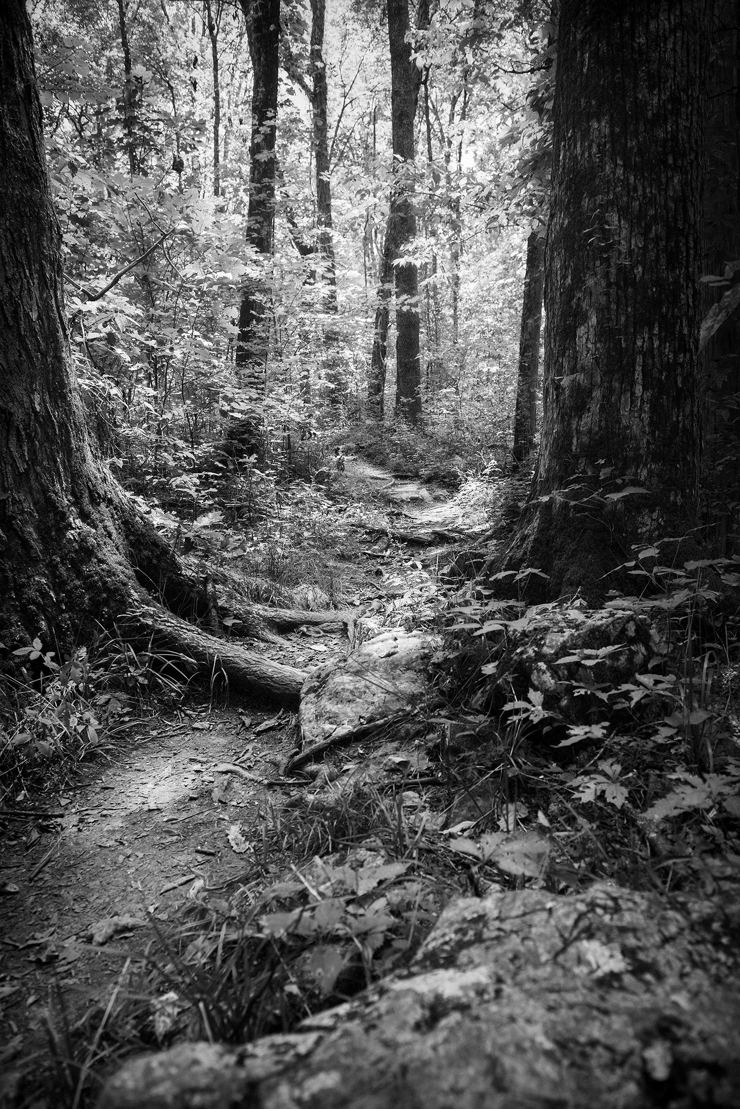 Forest Gate.jpg