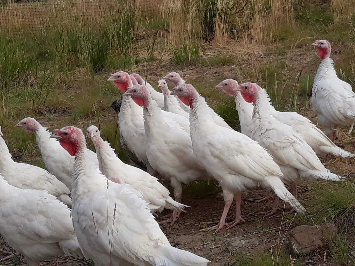 Poultry & Eggs — Colockum Hillside Farm Poultry & Eggs — Colockum Hillside Farm