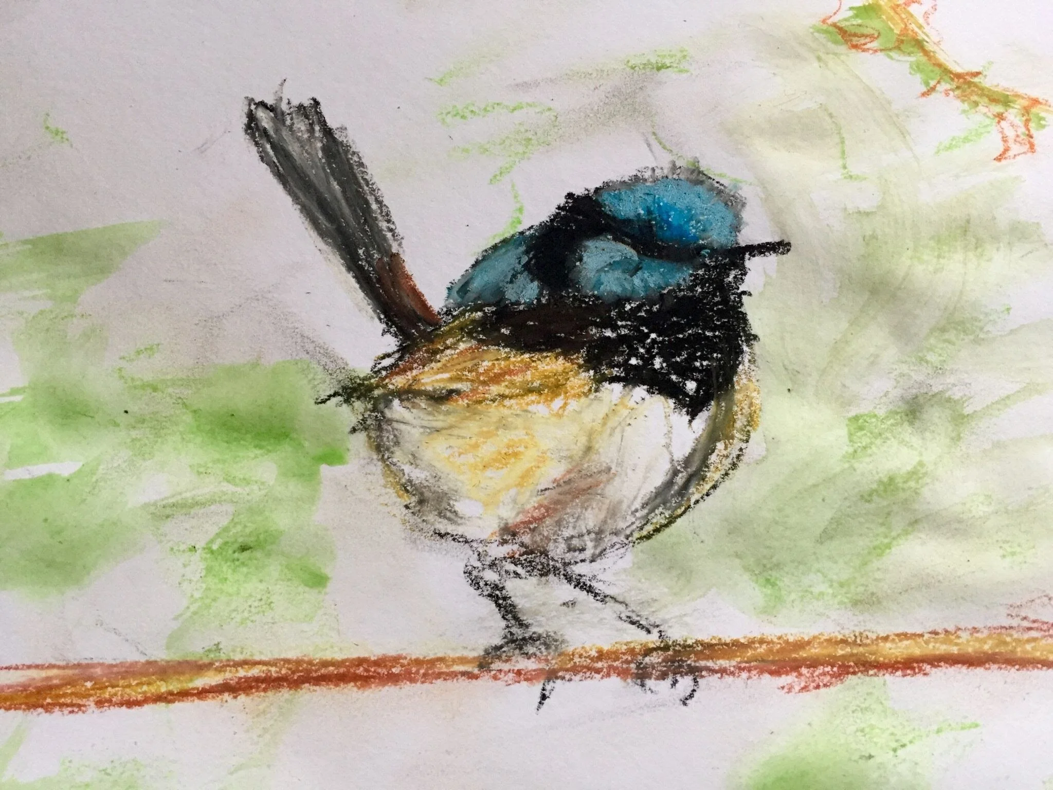 fairywren.jpeg