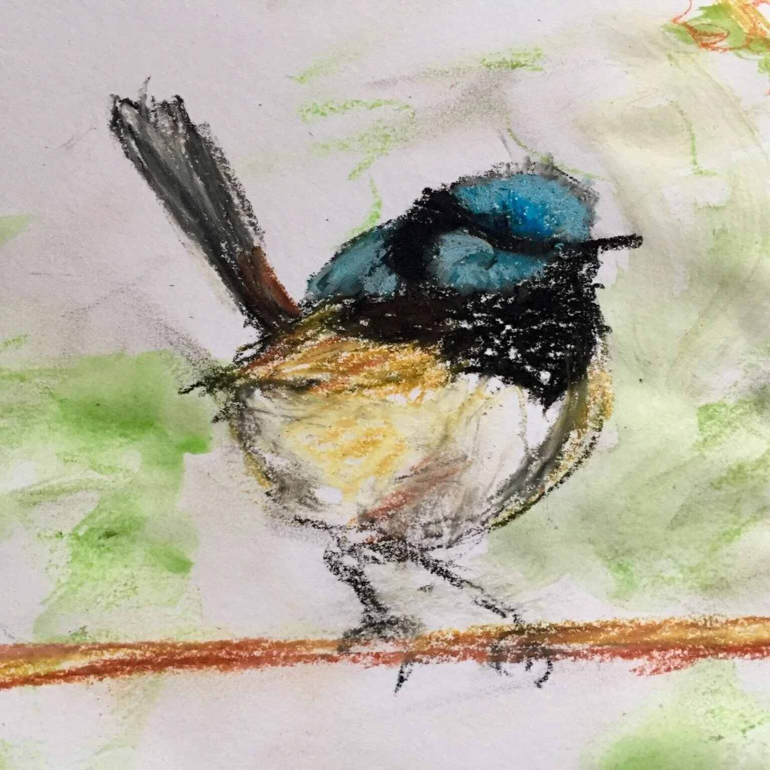 fairywren.jpg