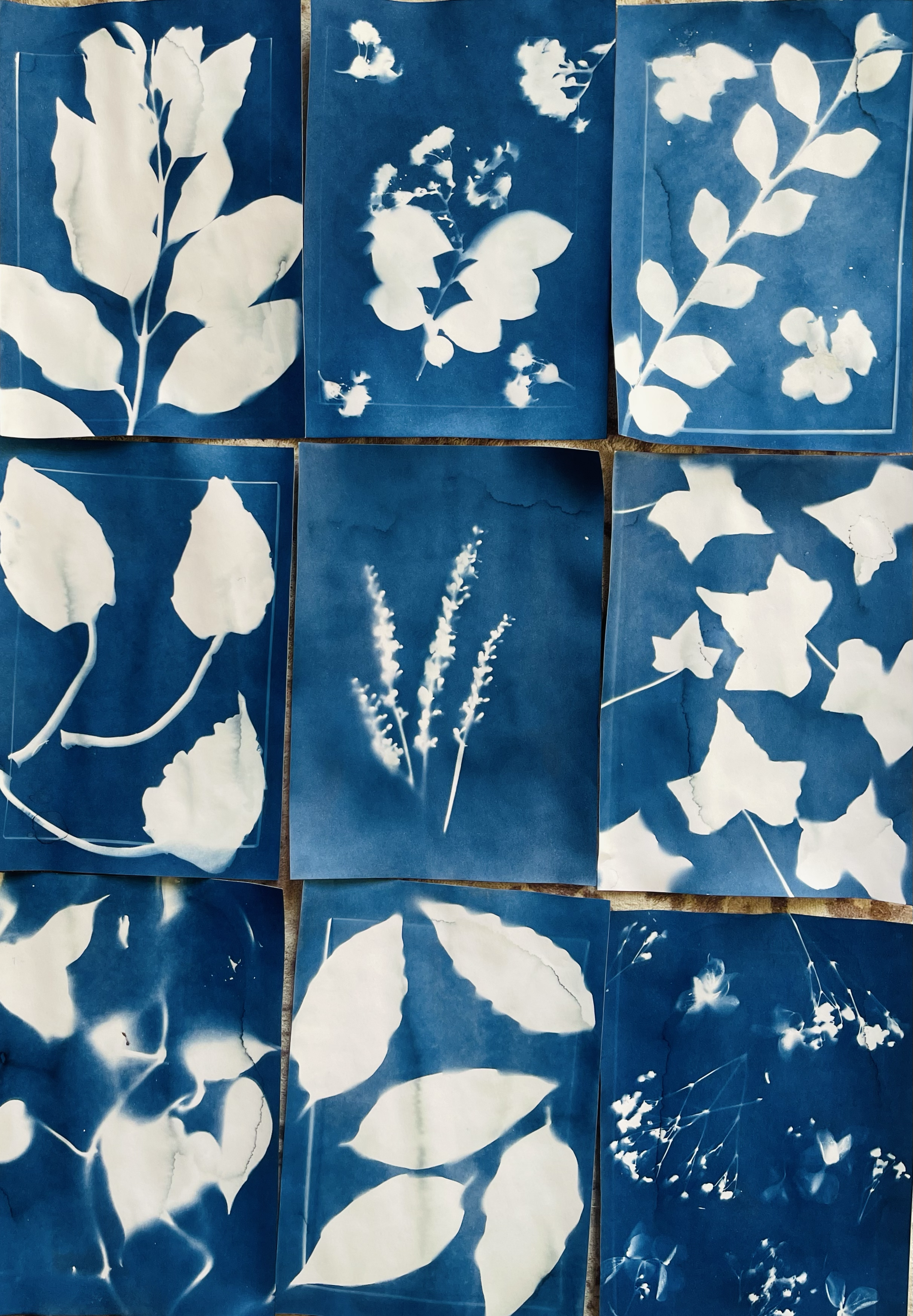 How to Make Cyanotype Prints: My Process