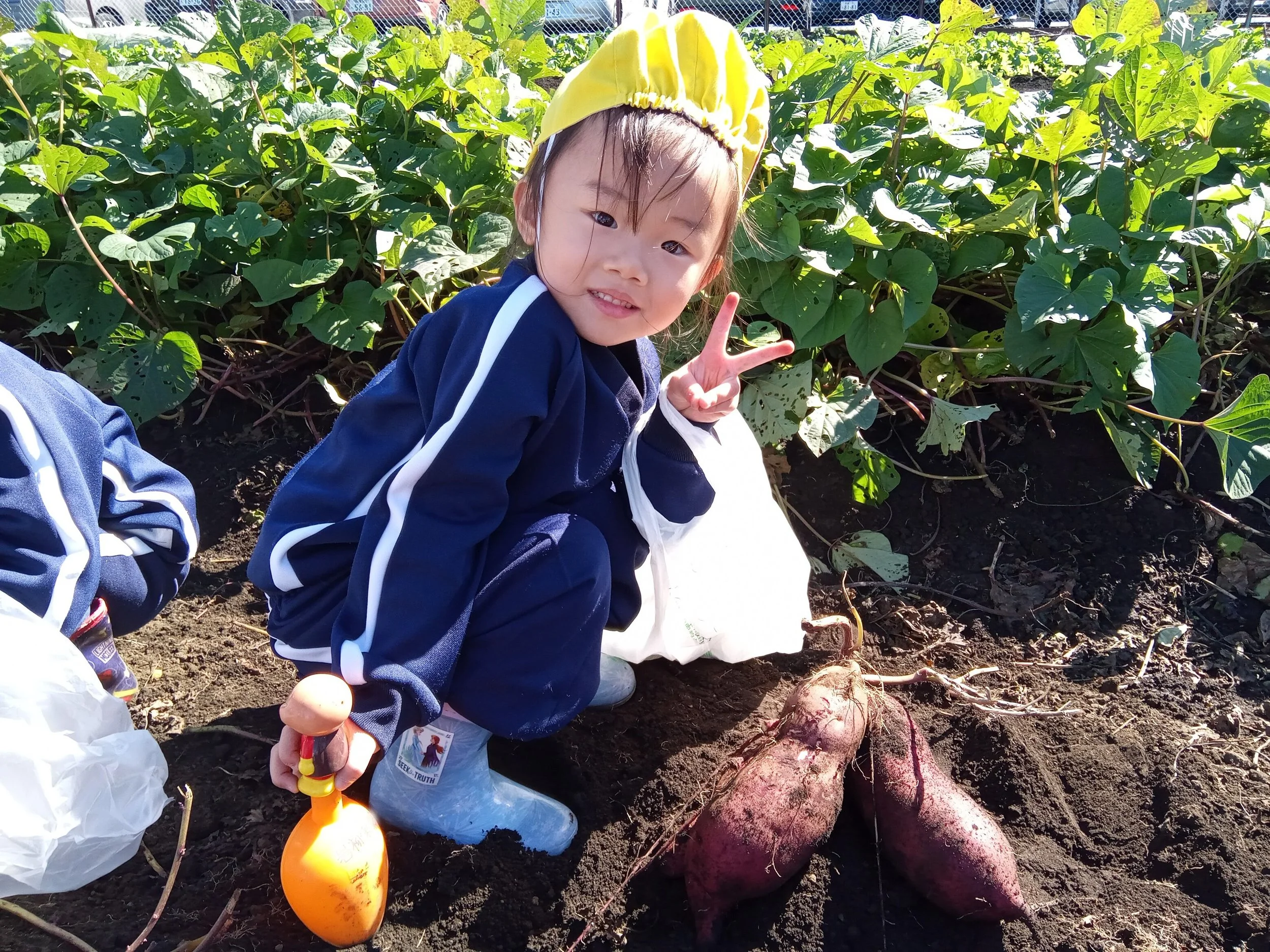 10/26　年長スイミング・年中少さつまいも堀り