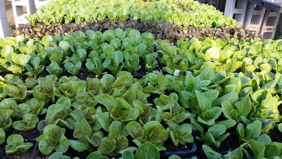 lettuce plants.jpg