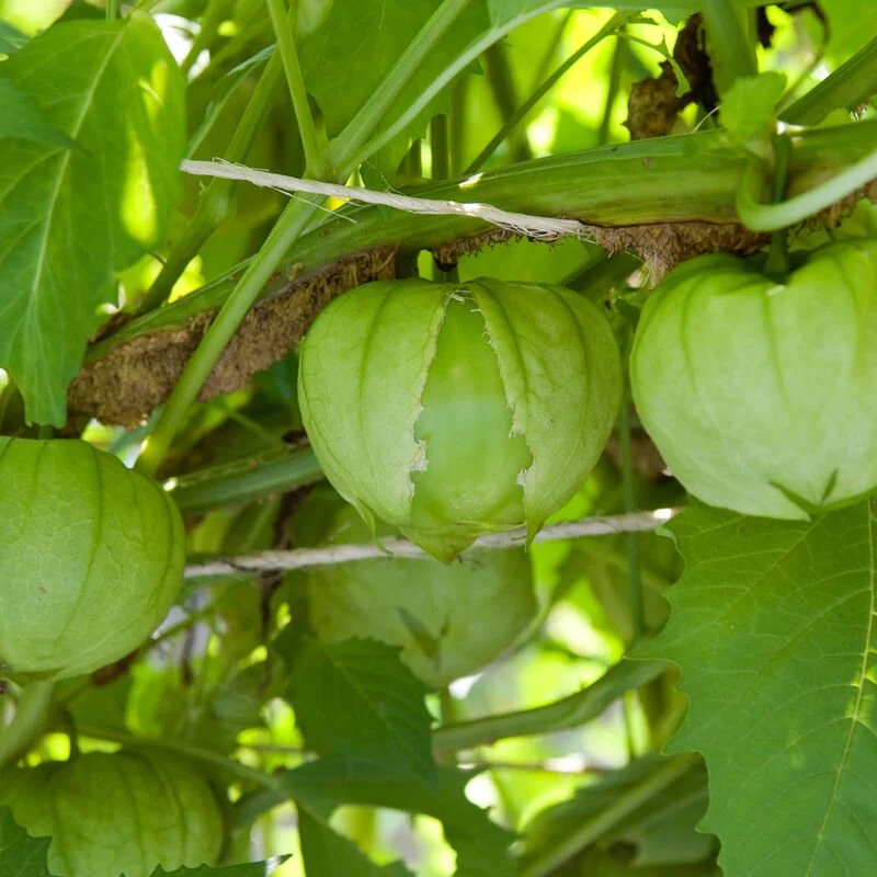 Preorder Tomatillo Plants