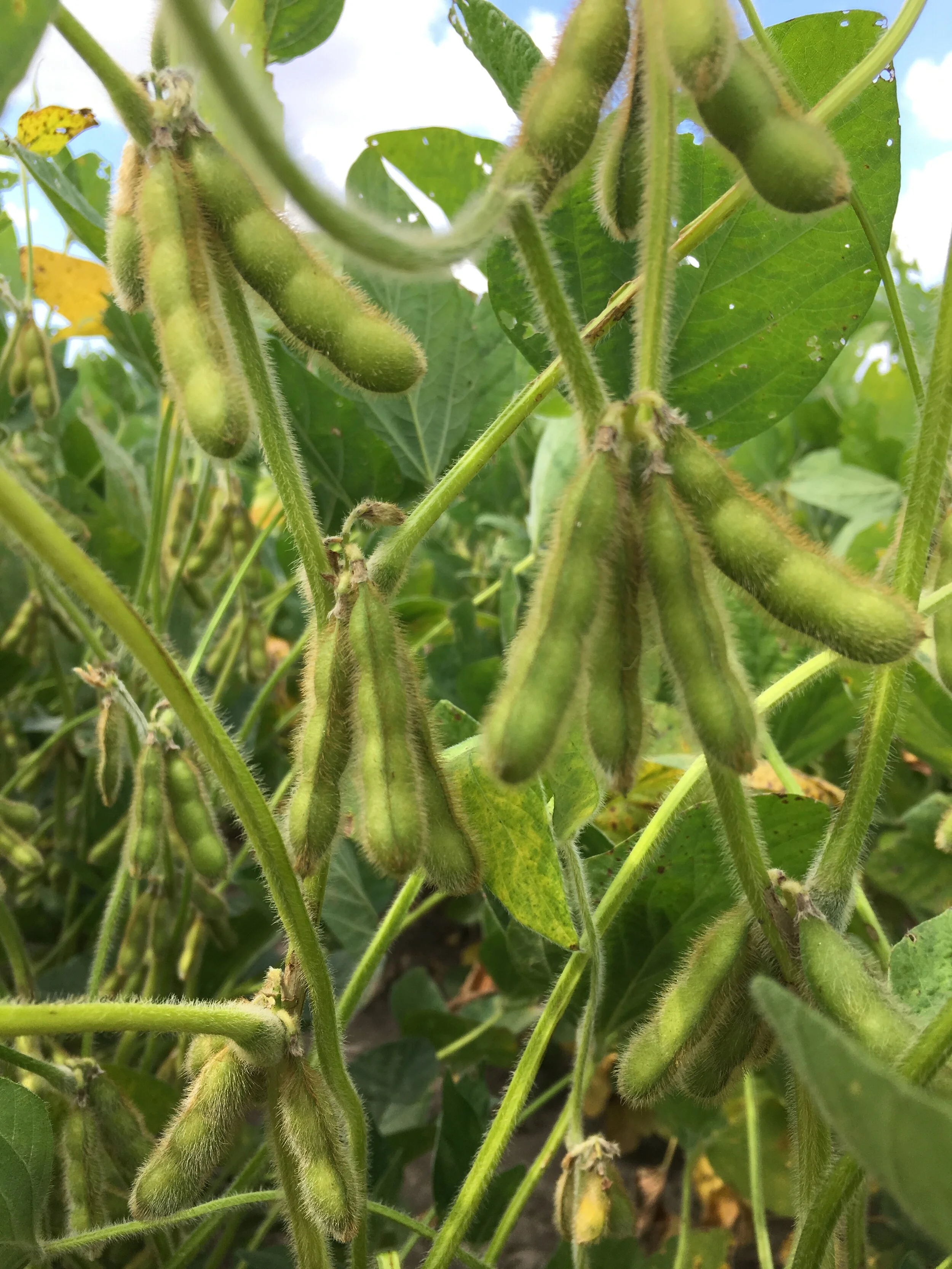 Soybean &amp; Wheat Production