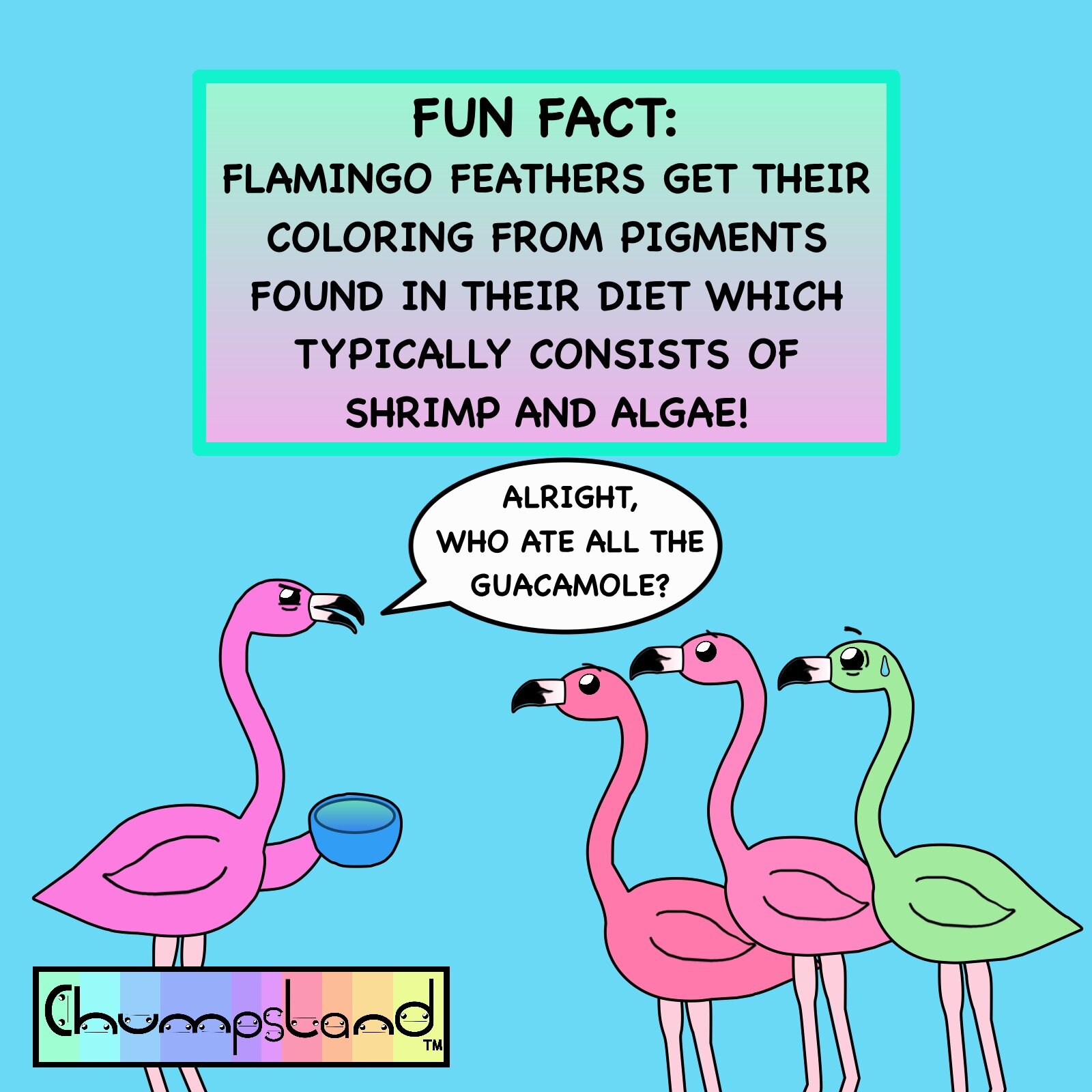 Fun Fact About Flamingos