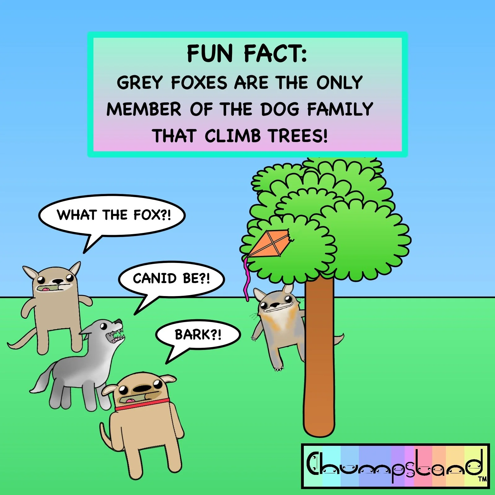 Fun Fact About Grey Foxes