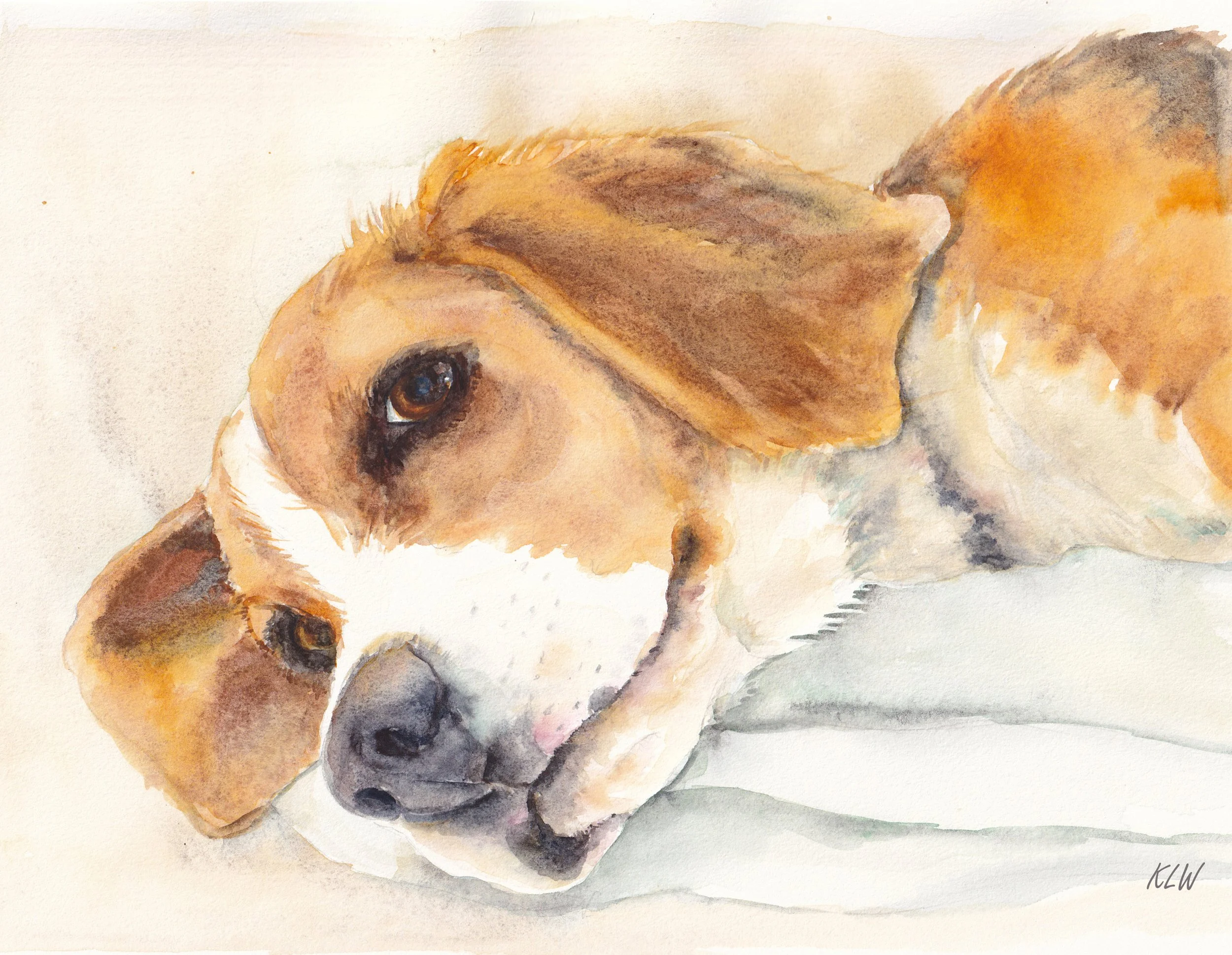 Ripley, watercolour, 2025, A4. Beagle portrait painting.
