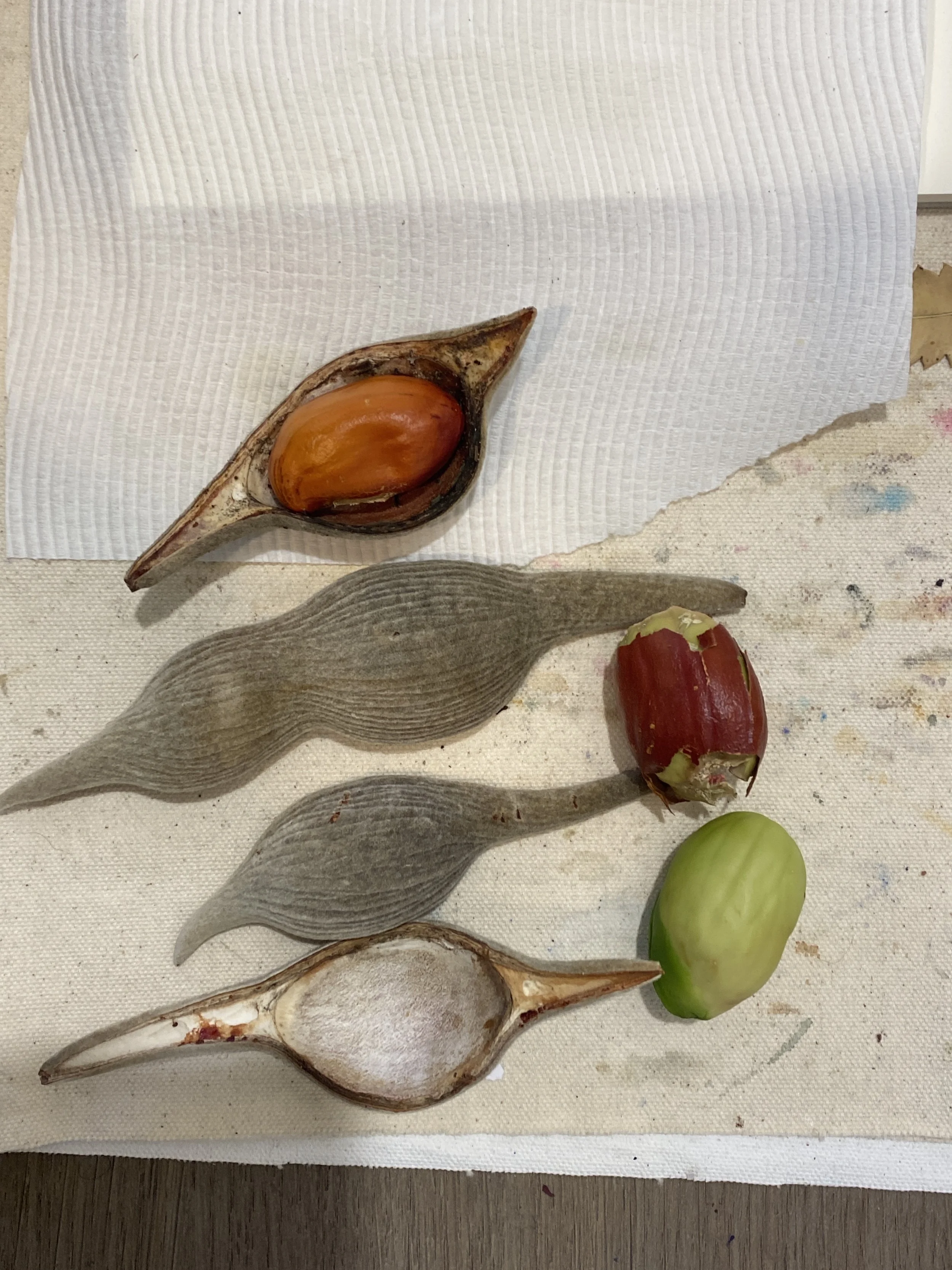 Photo of some empty seed pods and fruit
