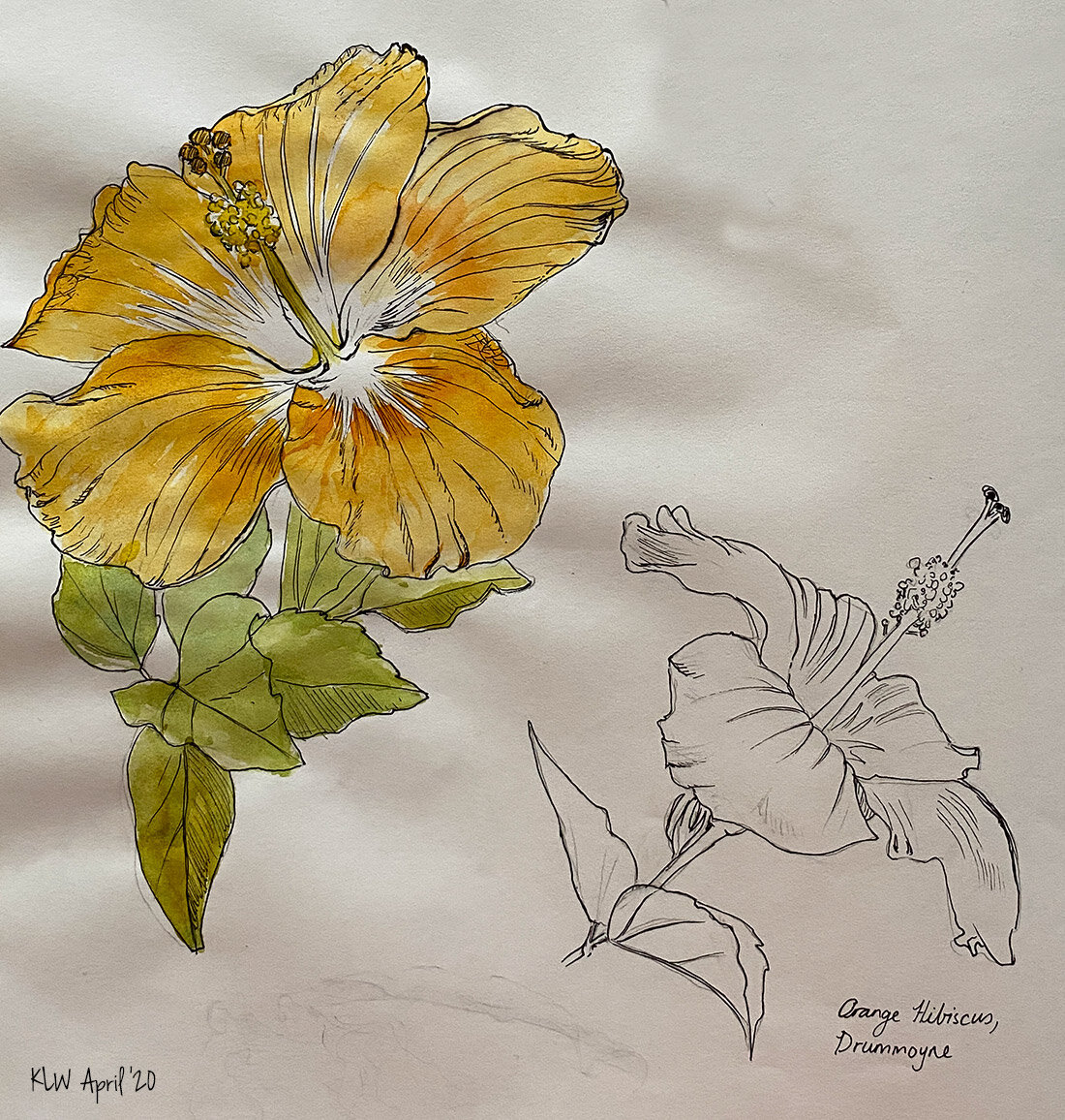 orange hibiscus flower drawing