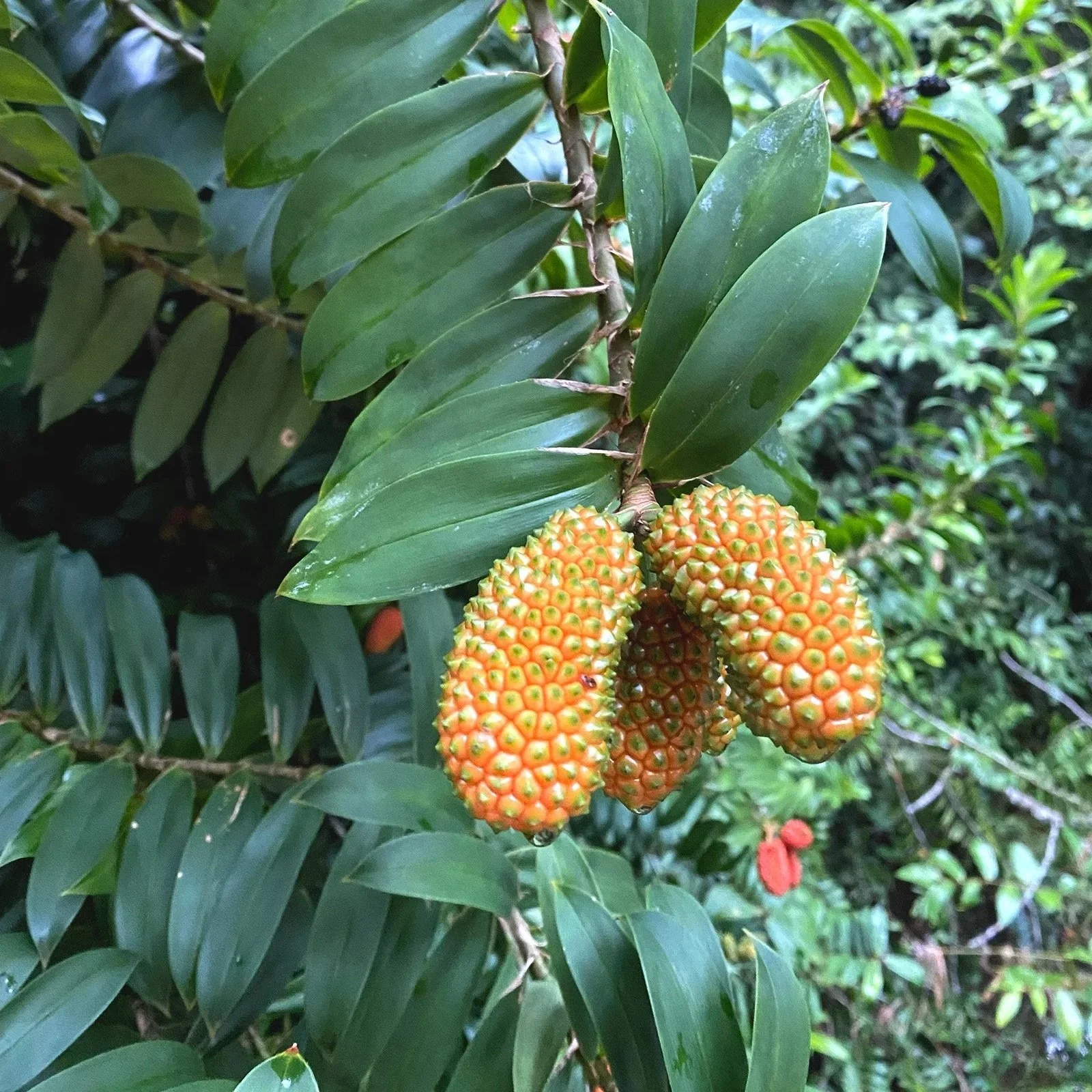 Freycinetia scandens (Climbing pandanus)