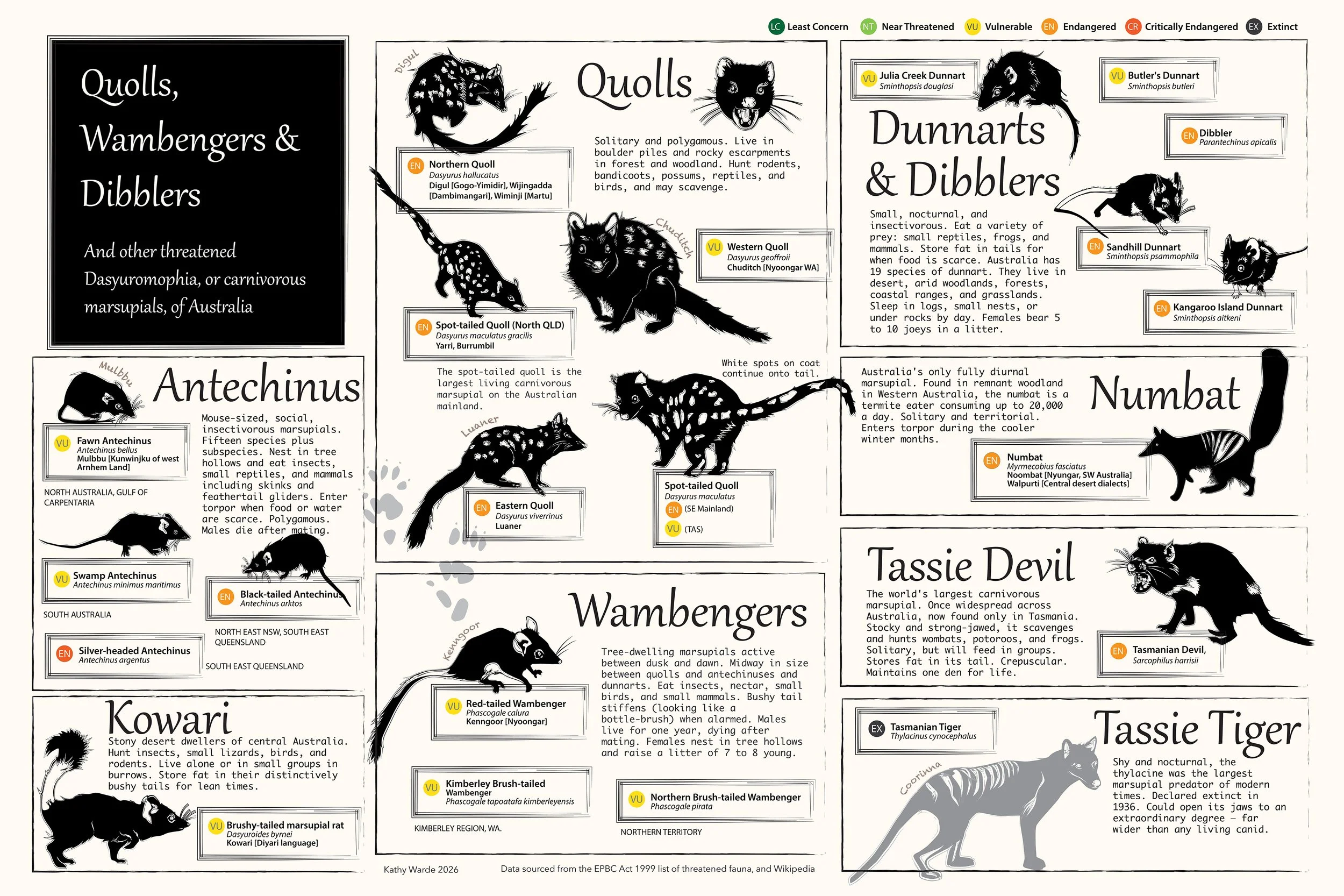 Carnivorous Marsupials of Australia