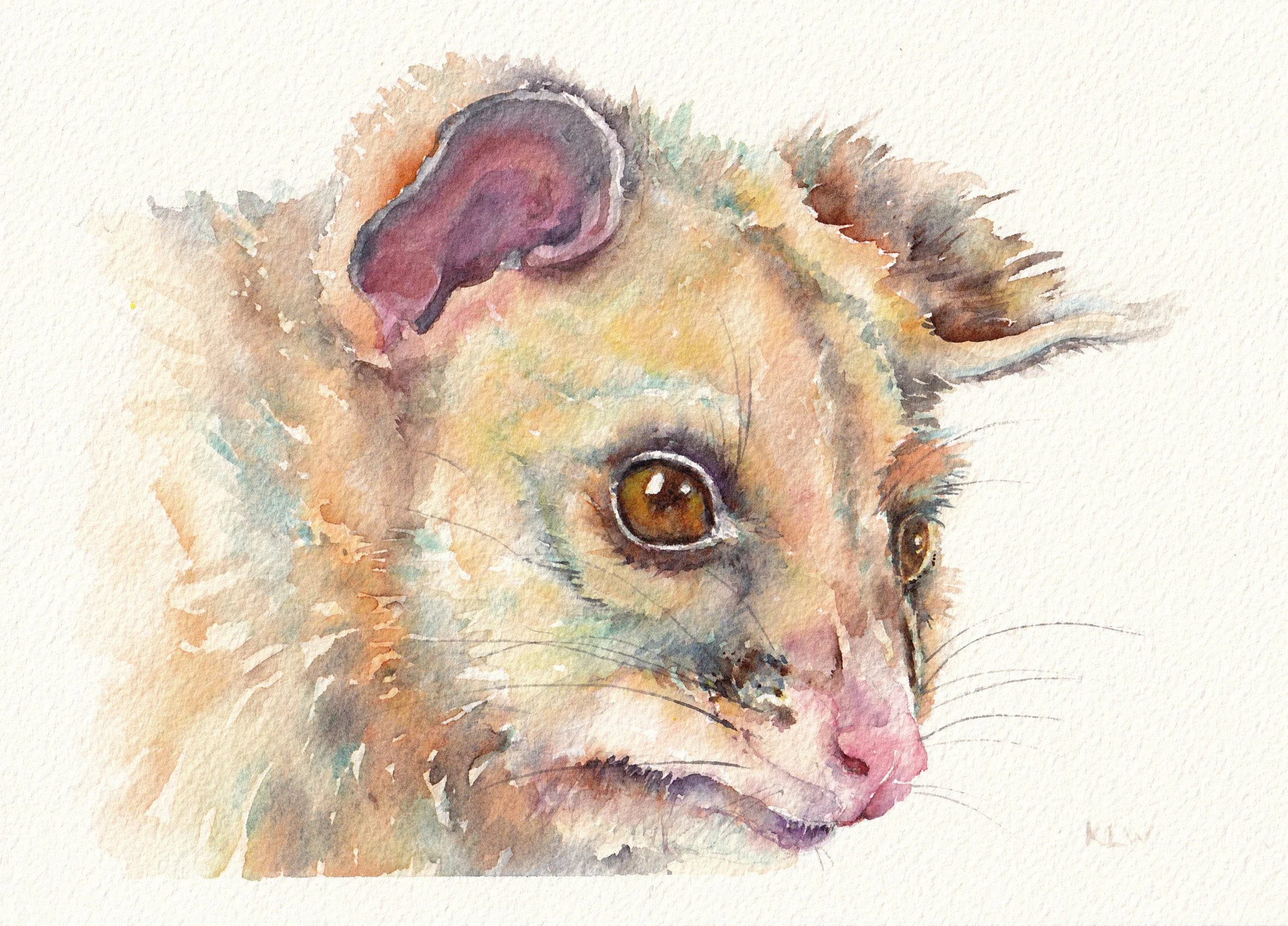 Ringtail Possum, watercolour, 2026, A5