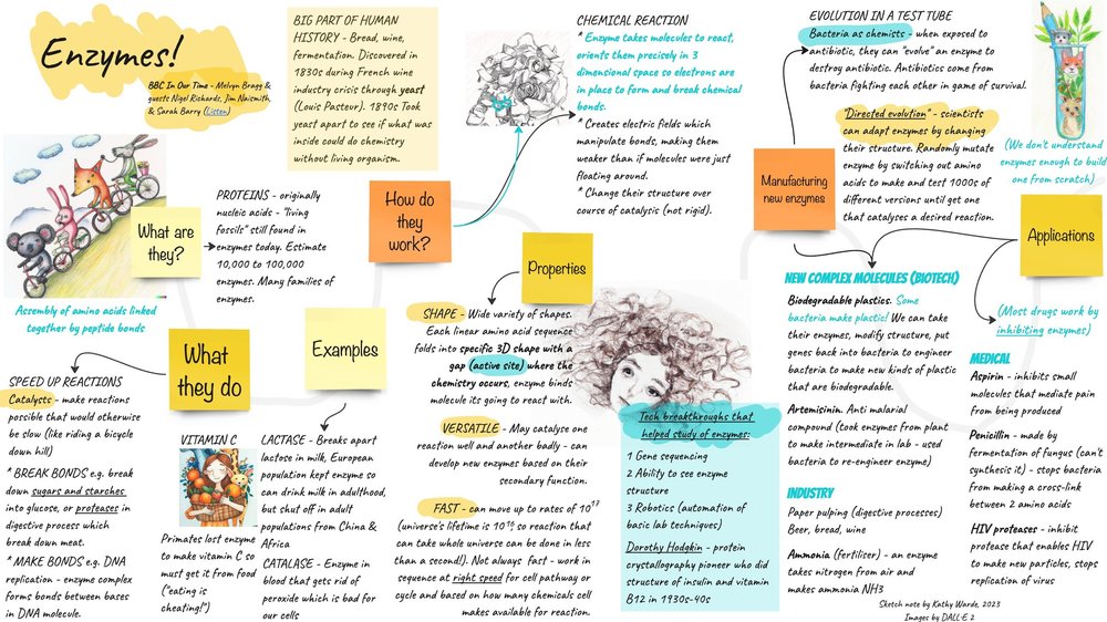 Enzymes sketchnote — Quillshadow