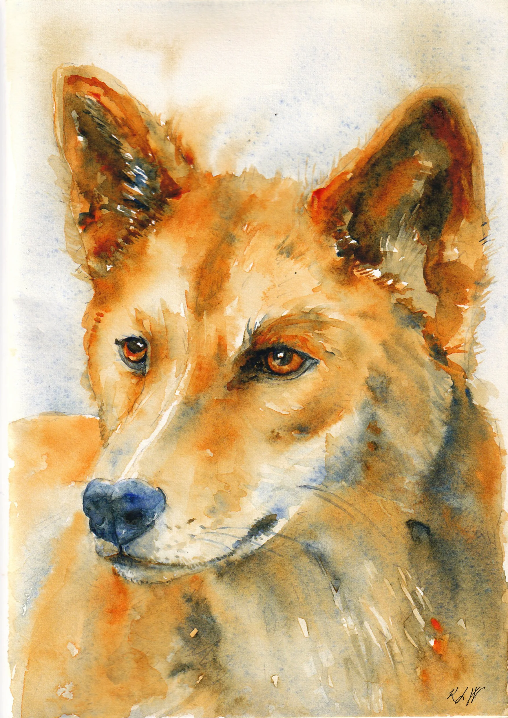 Tan dingo, watercolour, 2026, A5