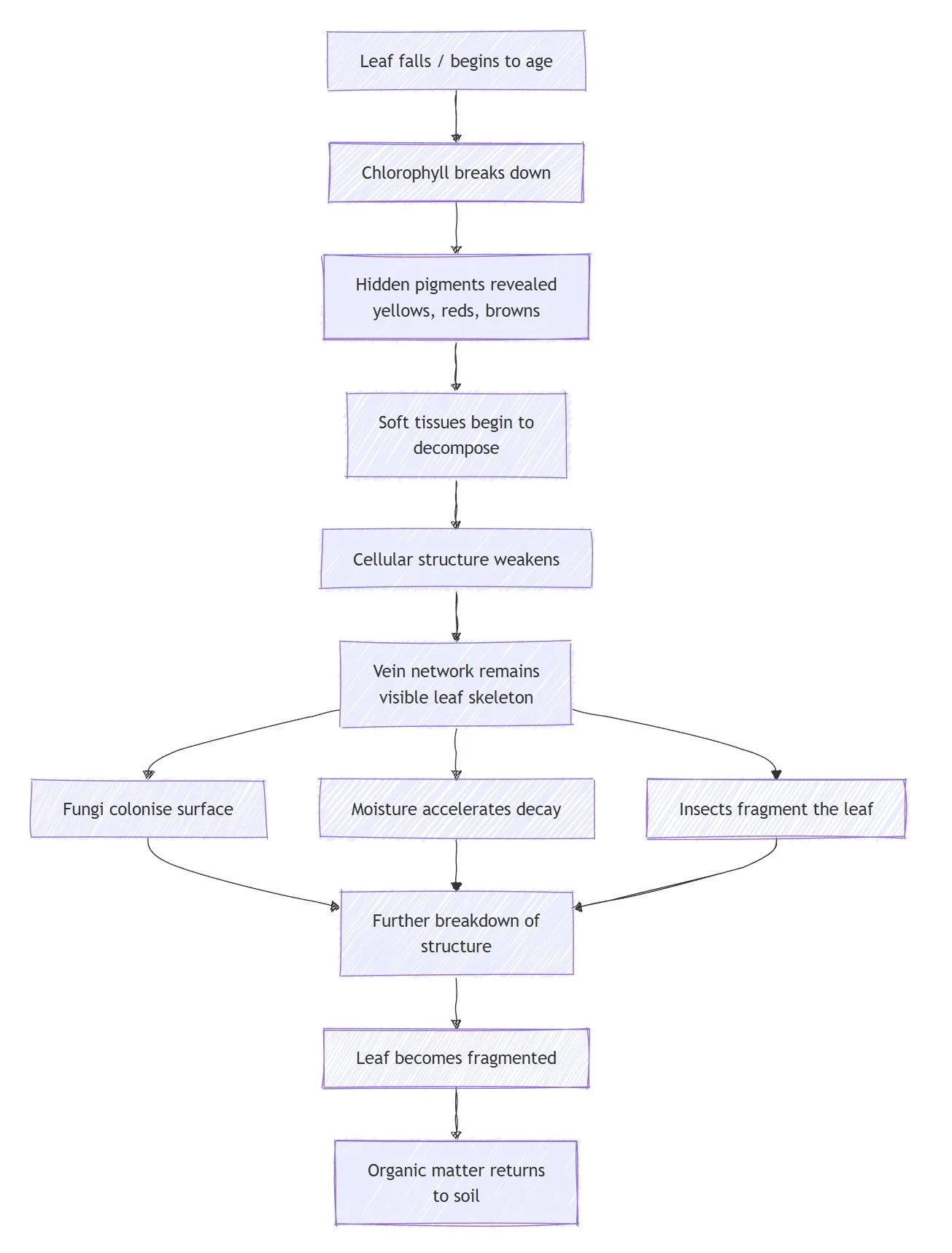 A flow diagram showing the process of decay, from leaf fall to final fragmentation.