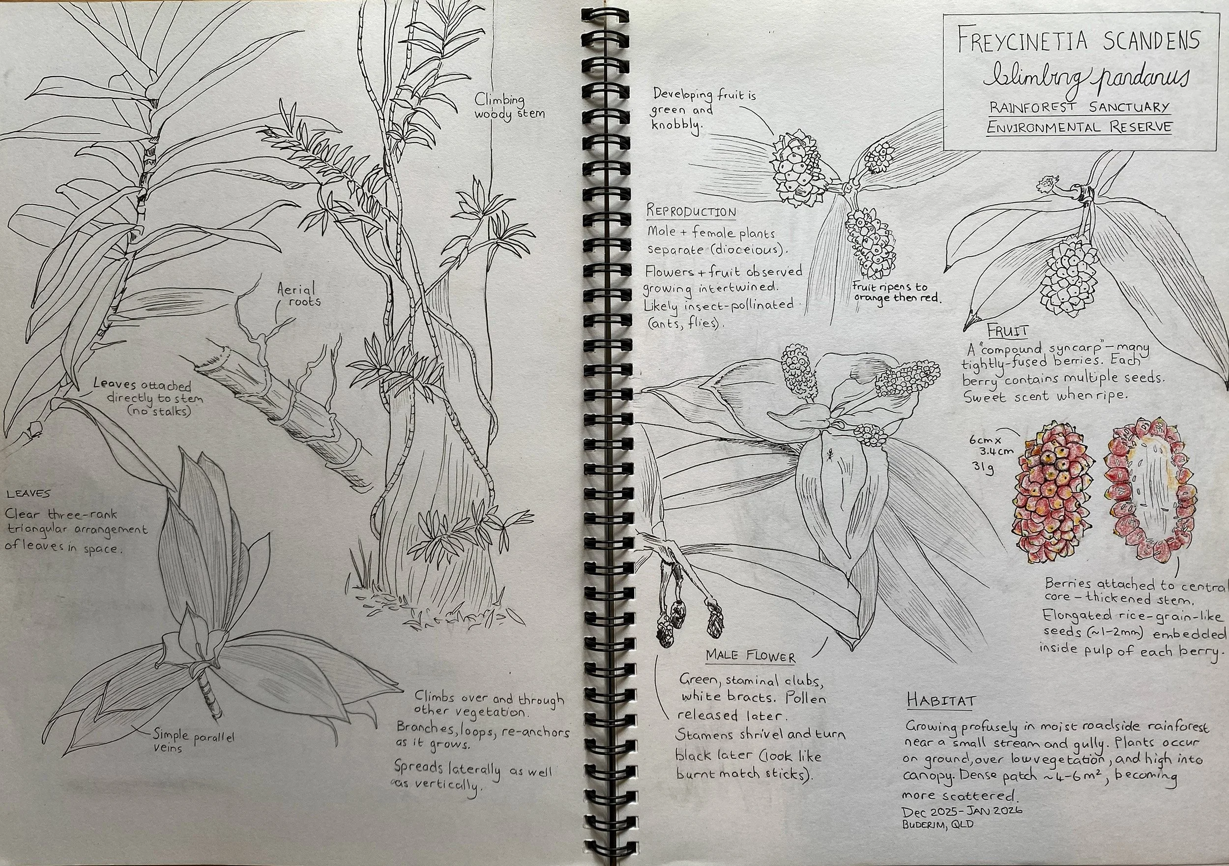 Open field journal spread with hand-drawn botanical sketches of Freycinetia scandens, showing climbing stems, aerial roots, leaves, male flowers, and developing fruit, with handwritten notes on habitat and reproduction.