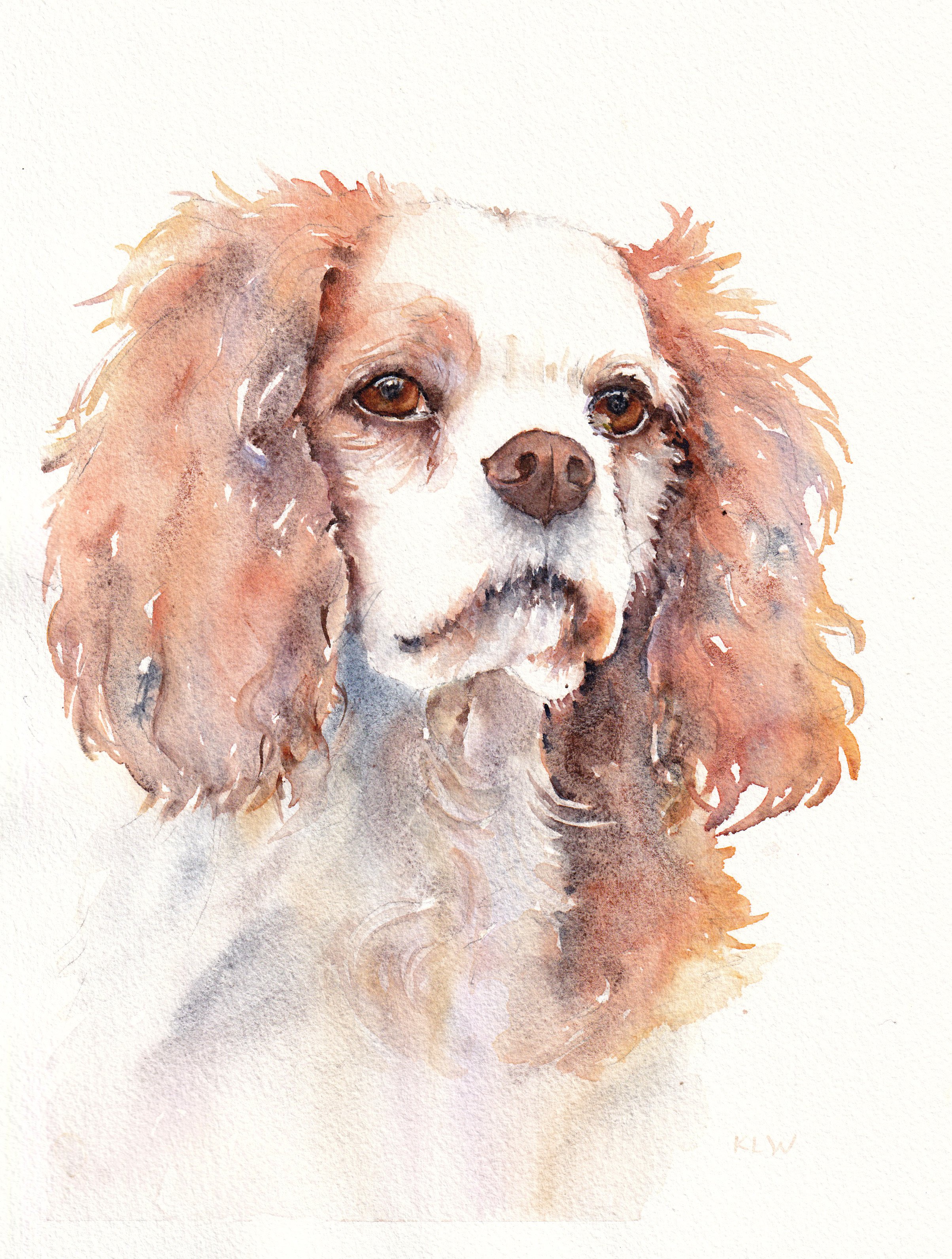 Cavalier spaniel, watercolour, 2026