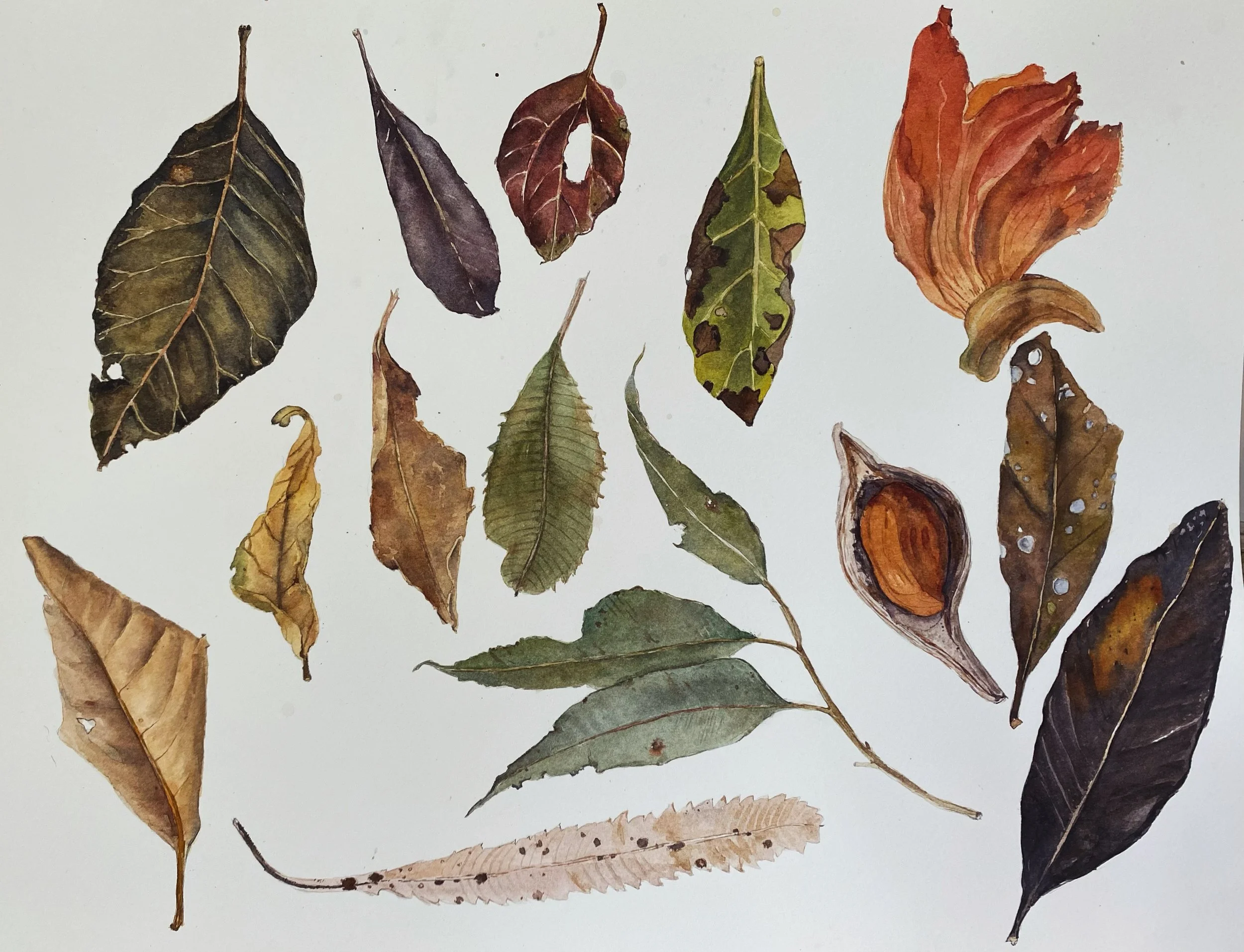 Leaves, Pods, Flowers: April-May