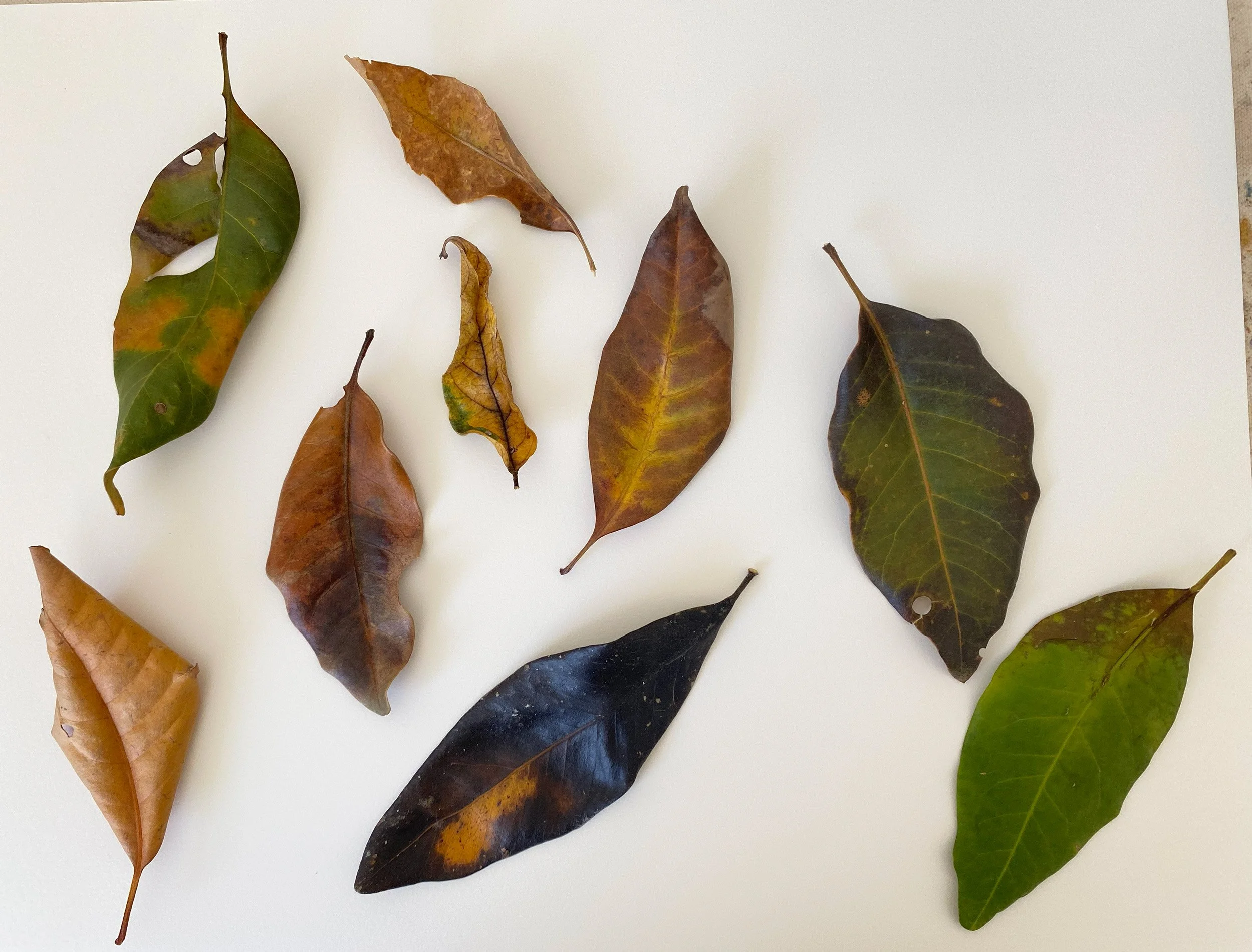 Photo of withered leaves arranged loosely on a white background.