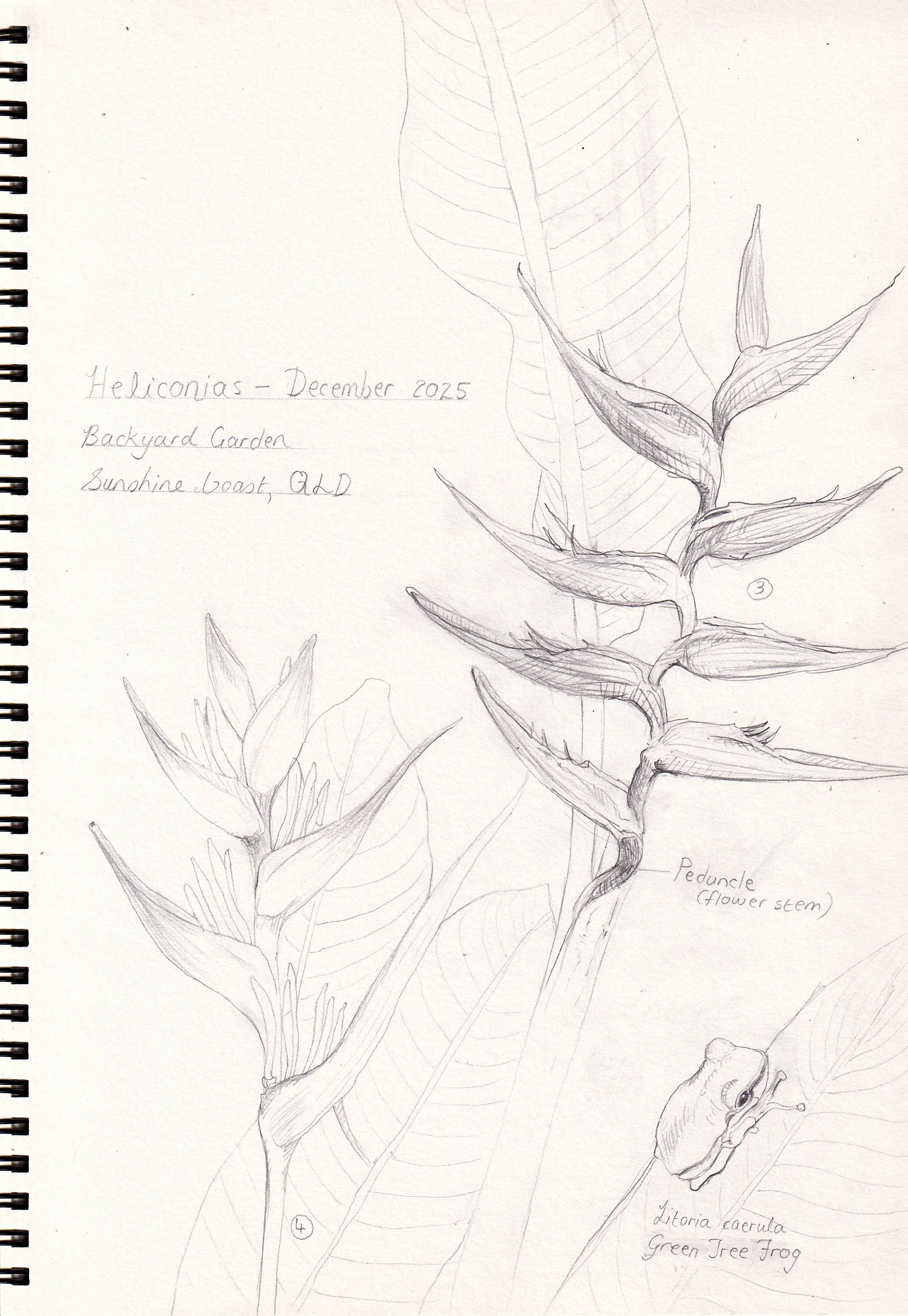 Field journal sketch of heliconias and spiders.