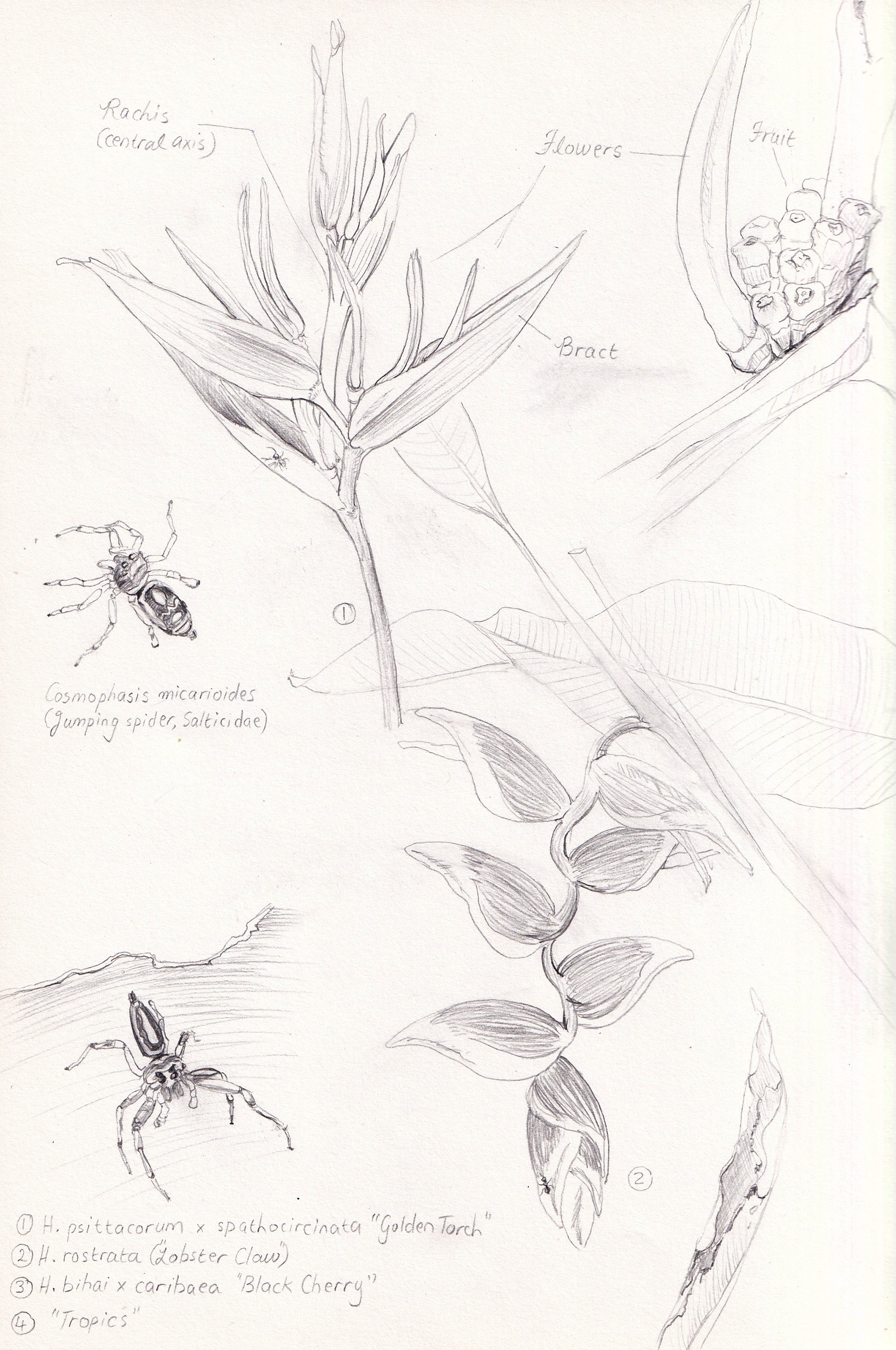Field journal sketch of heliconias and spiders.